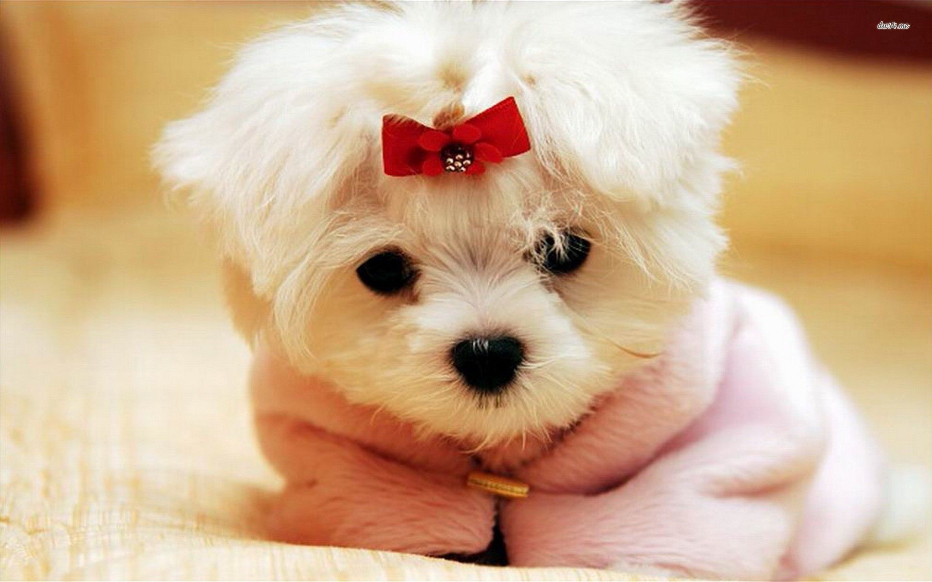 Fluffy Adorable Puppies Wallpapers