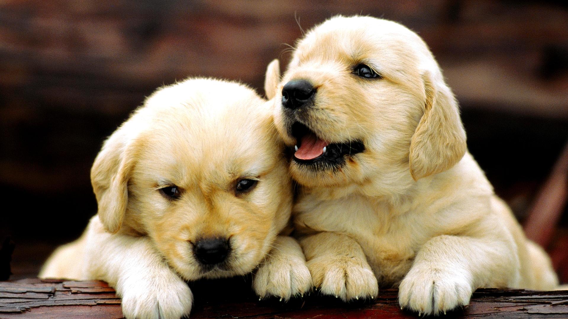 Fluffy Adorable Puppies Wallpapers