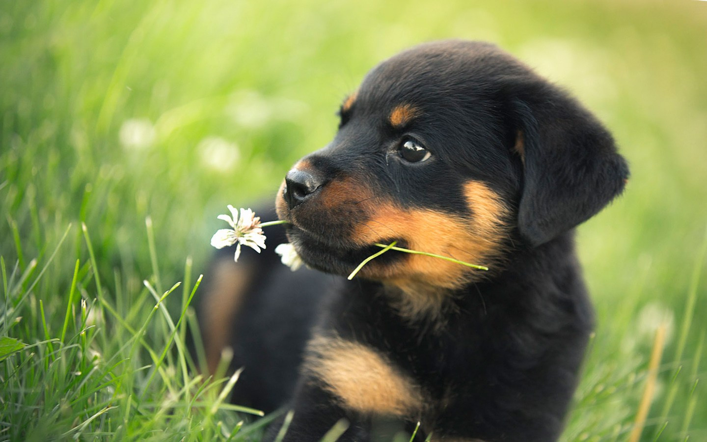 Fluffy Adorable Puppies Wallpapers