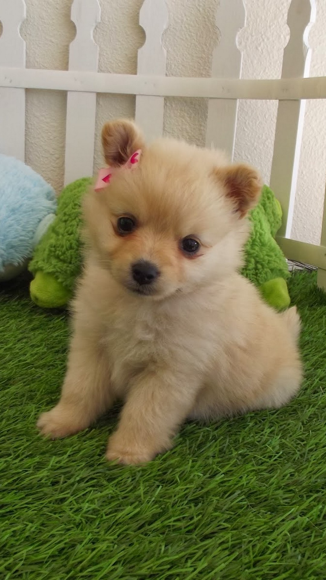 Fluffy Adorable Puppies Wallpapers