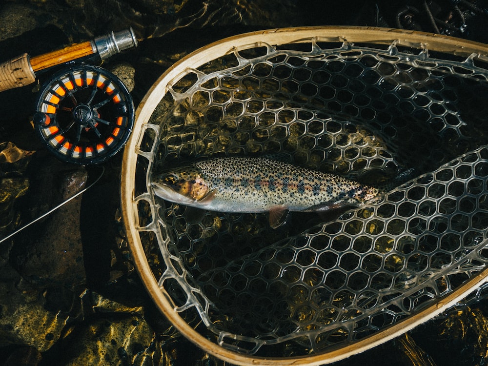 Fly Fishing Wallpapers