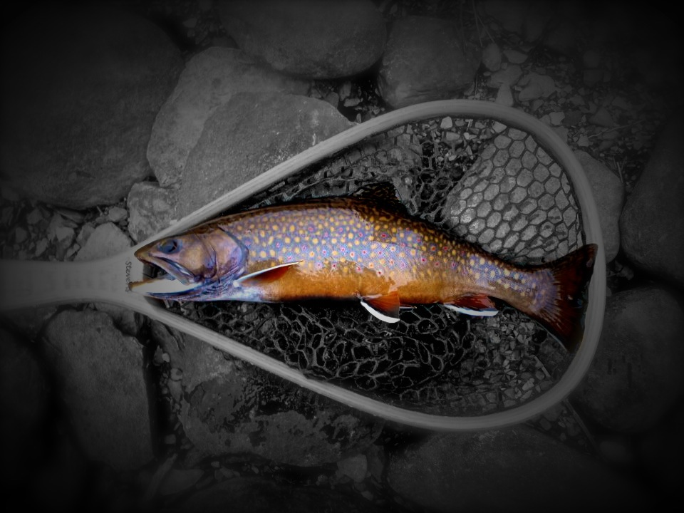 Fly Fishing Wallpapers