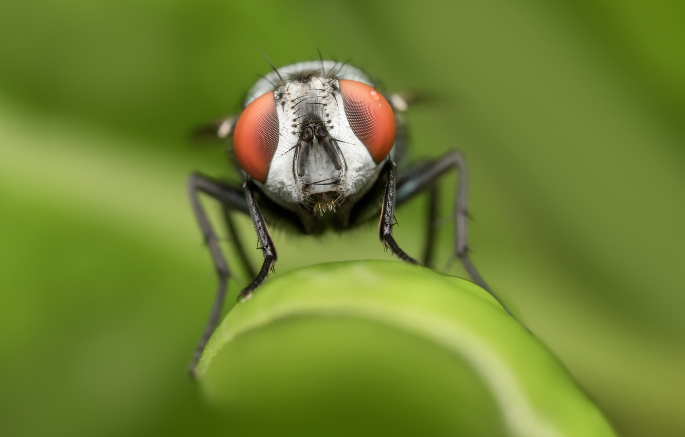 Fly Insect Wallpapers