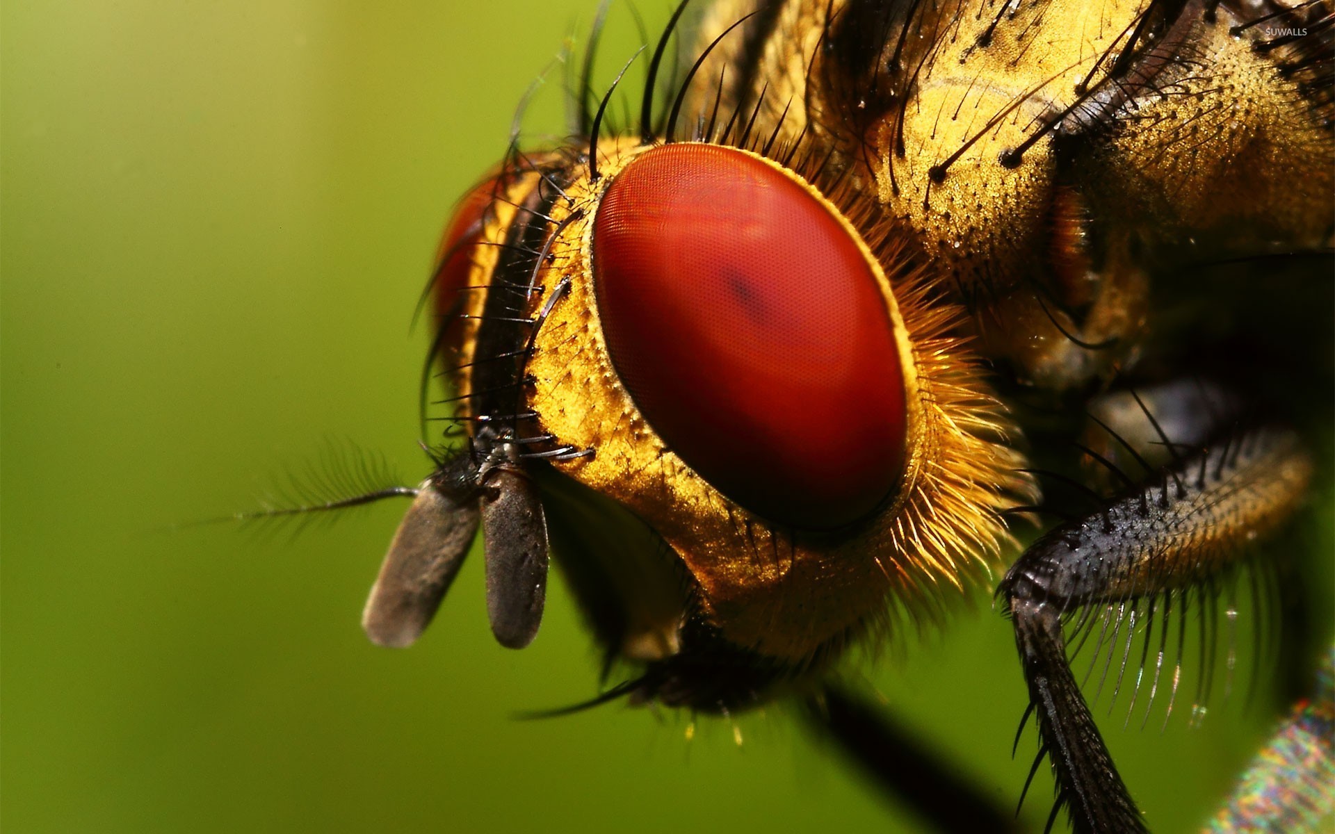 Fly Insect Wallpapers