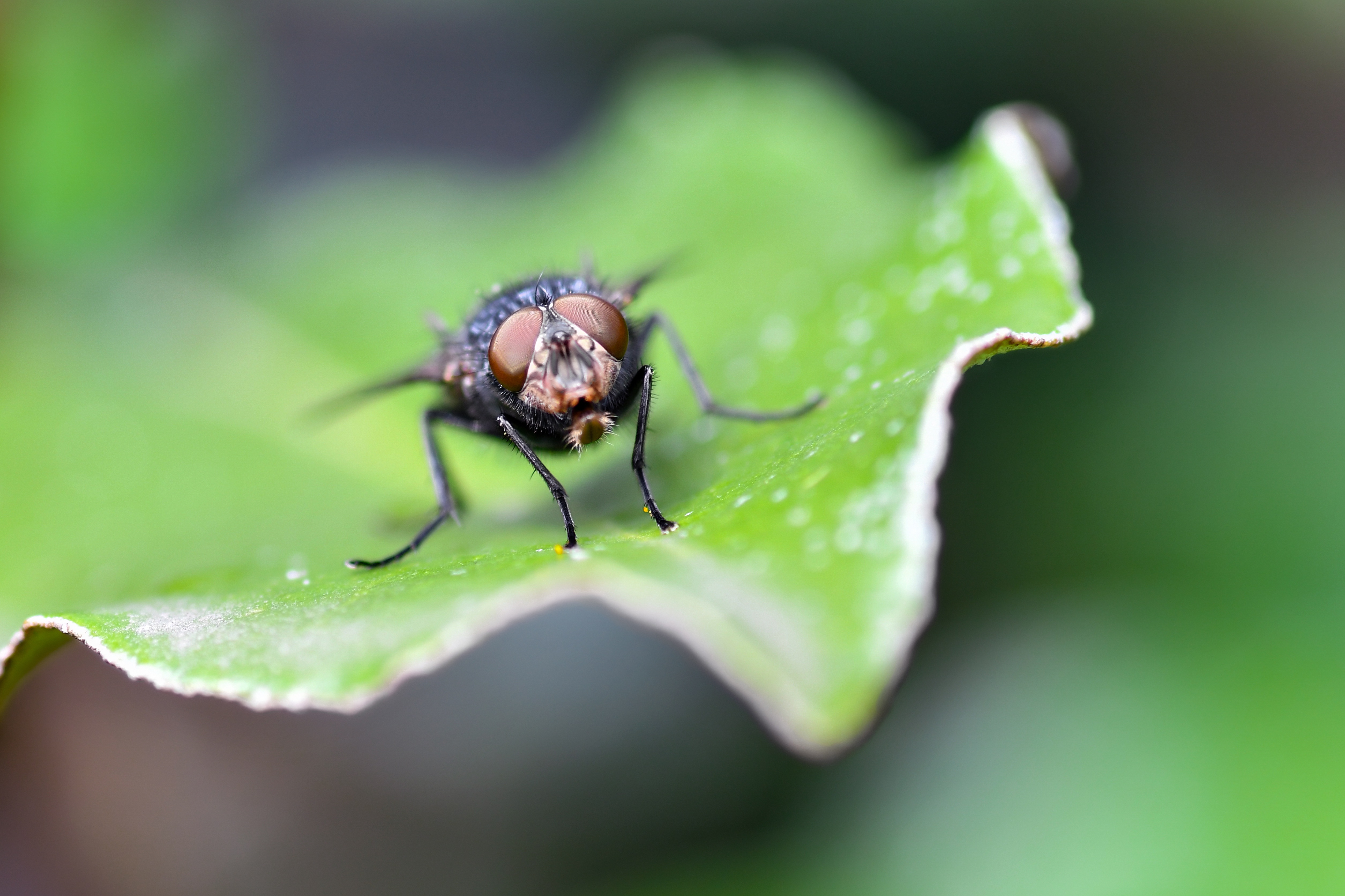 Fly Insect Wallpapers