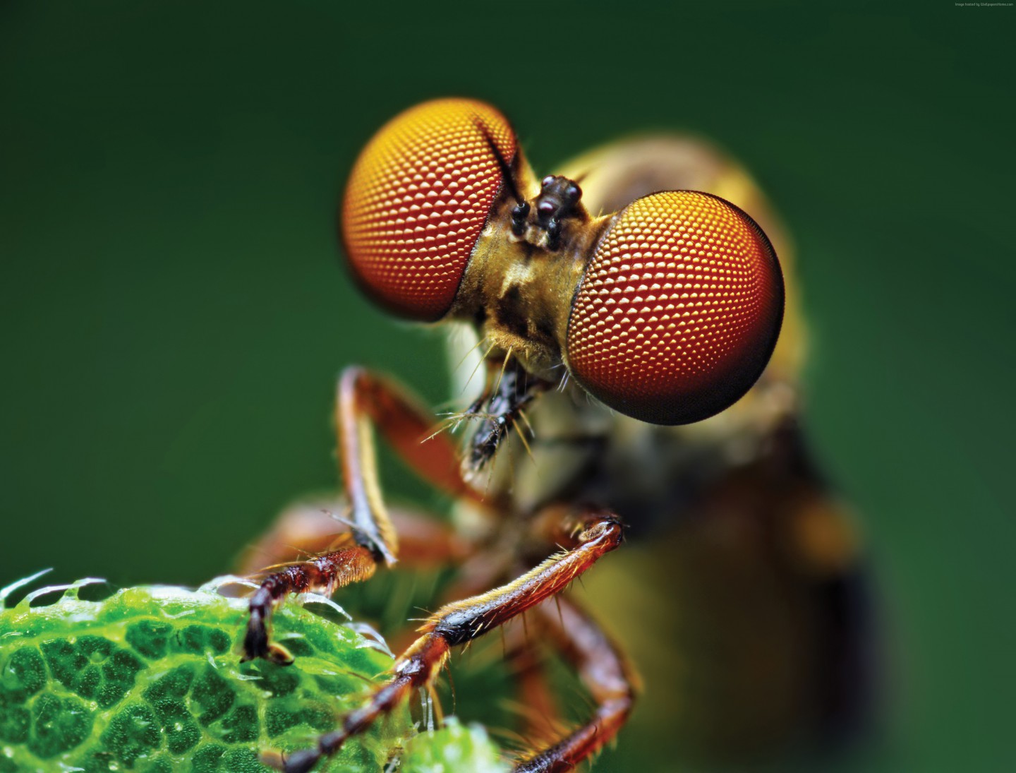 Fly Insect Wallpapers