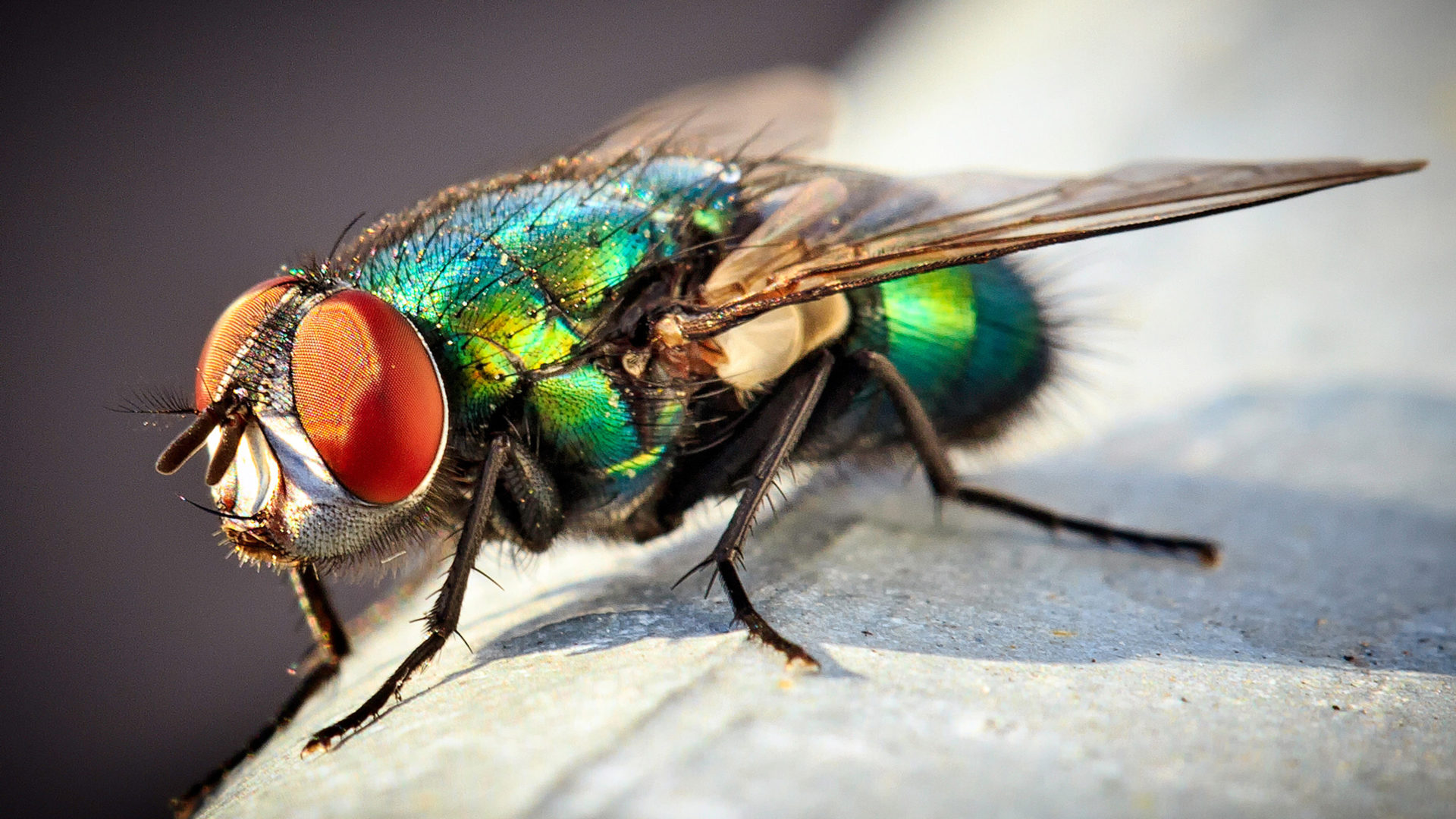 Fly Insect Wallpapers