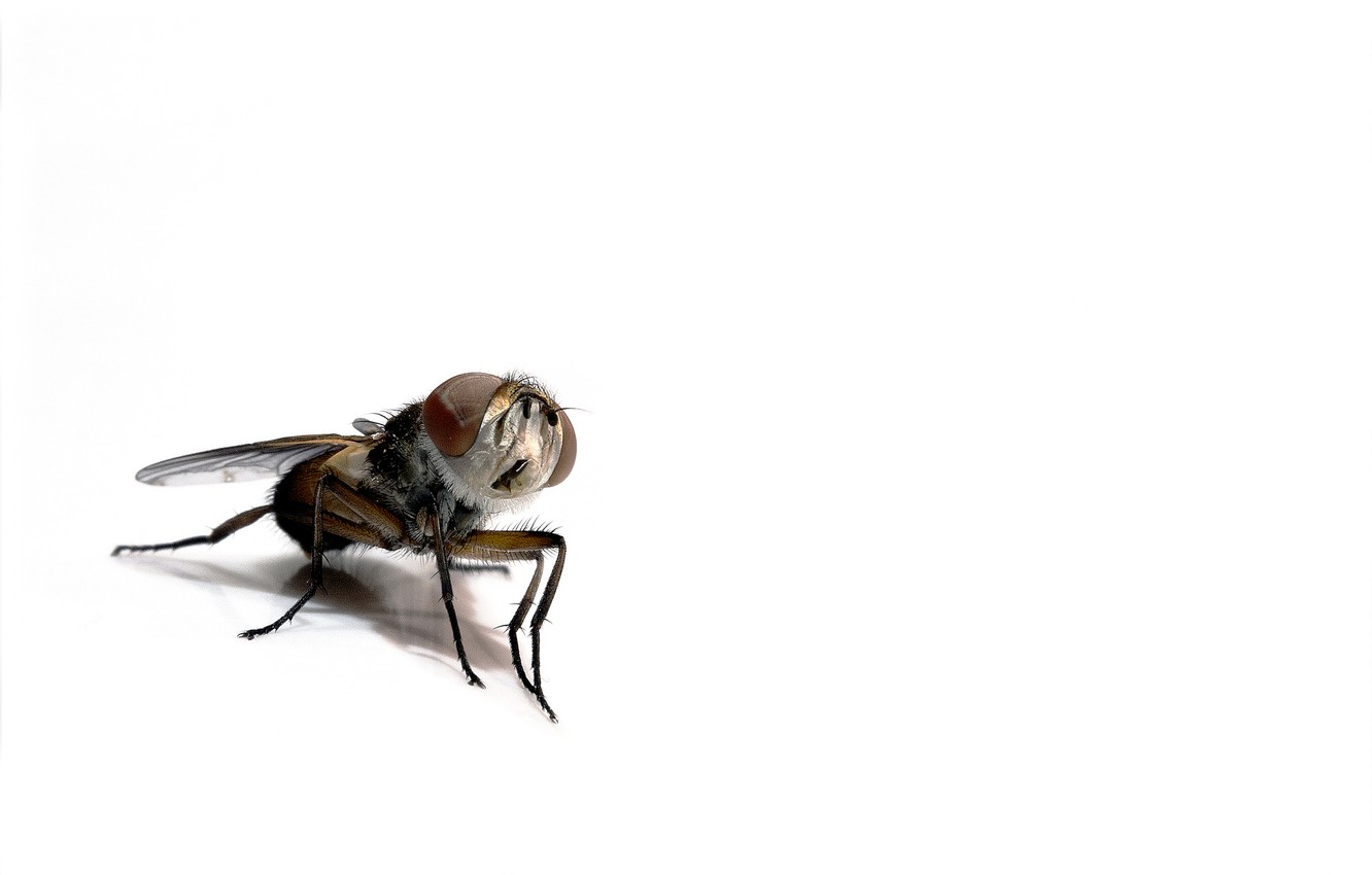 Fly Insect Wallpapers