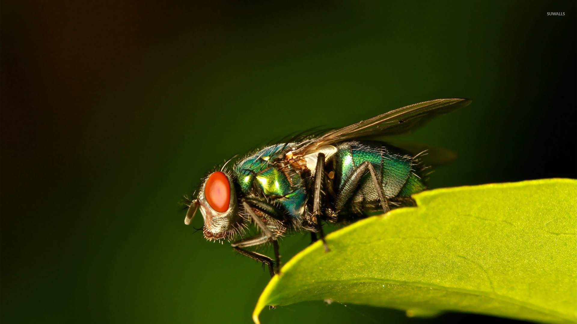 Fly Insect Wallpapers