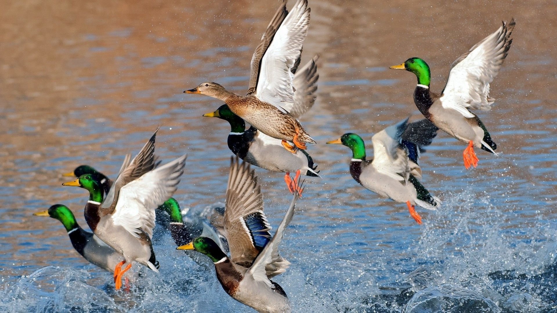 Flying Duck Wallpapers