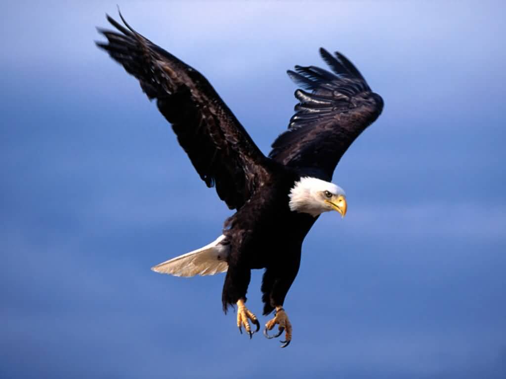 Flying Eagle Wallpapers