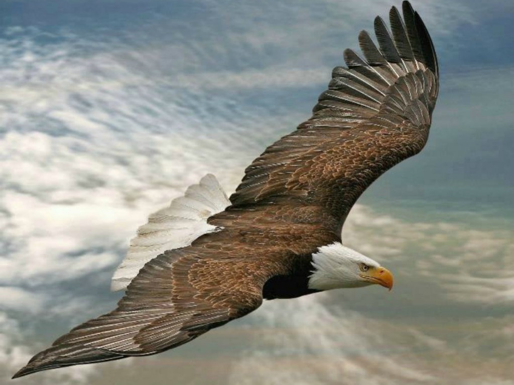 Flying Eagle Wallpapers