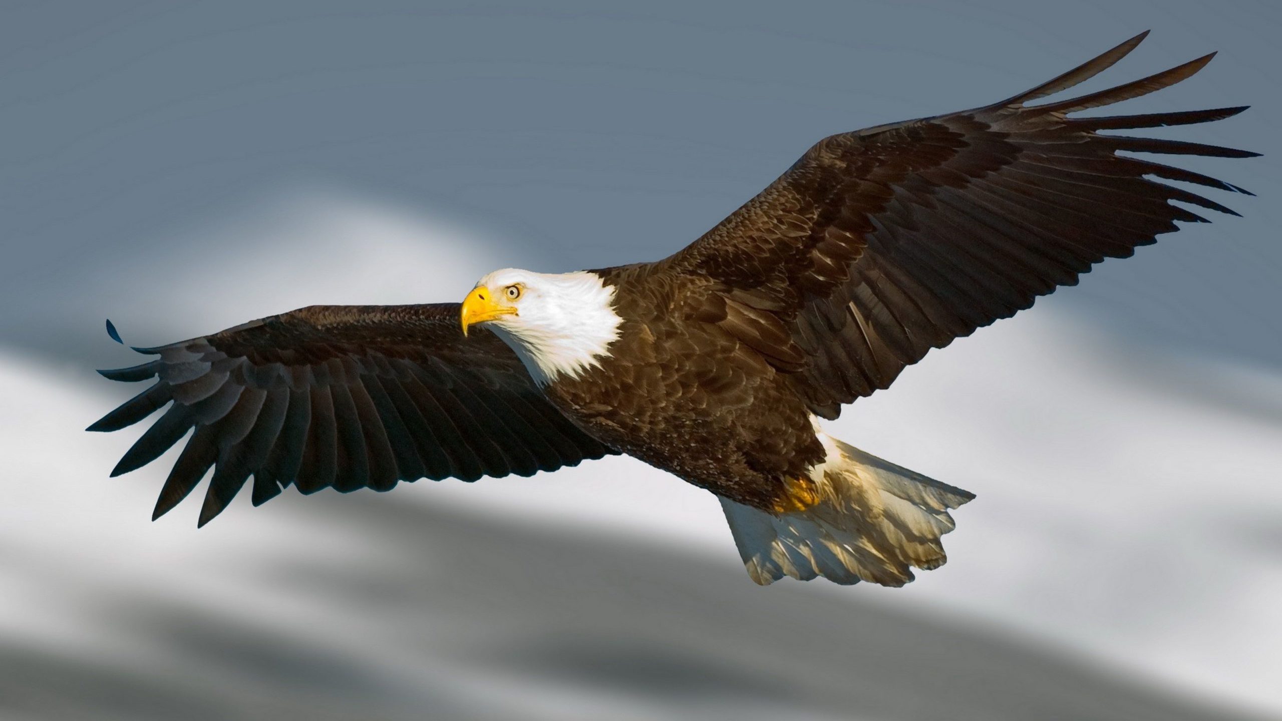 Flying Eagle Wallpapers