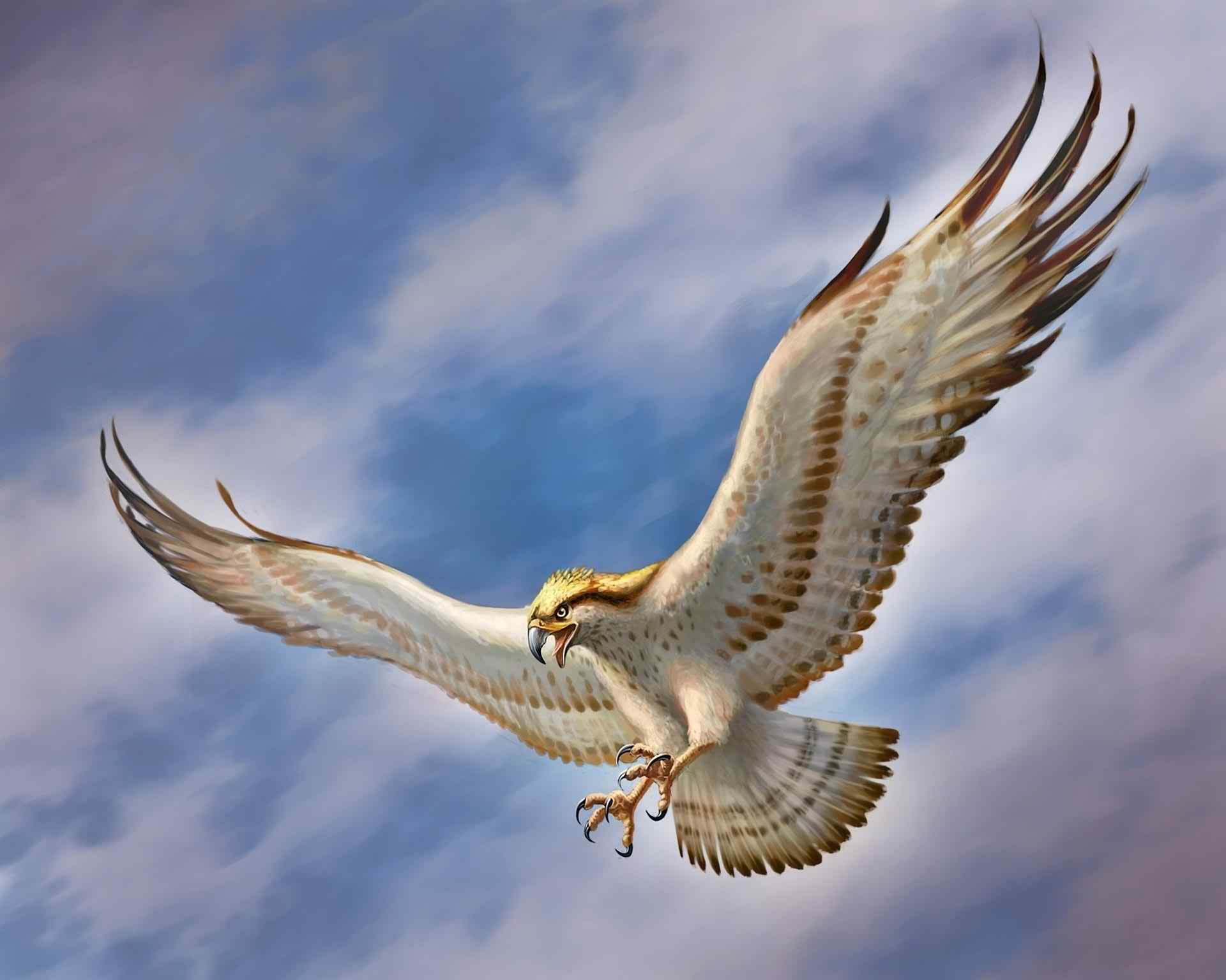 Flying Eagle Wallpapers