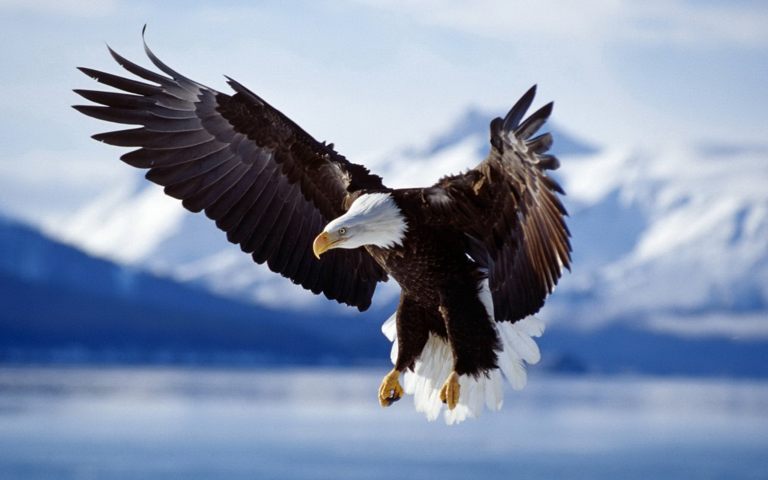 Flying Eagle Wallpapers