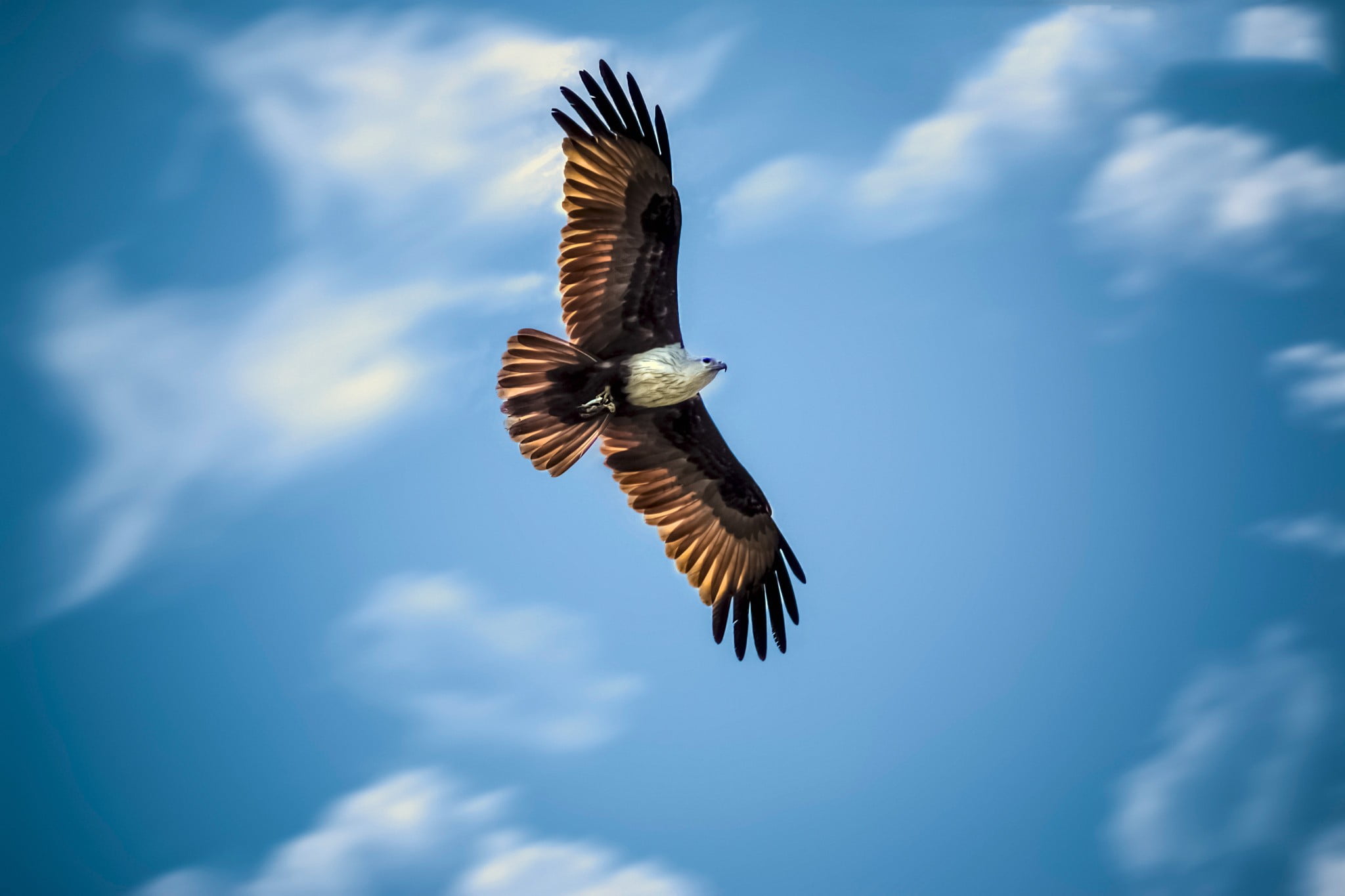 Flying Eagle Wallpapers