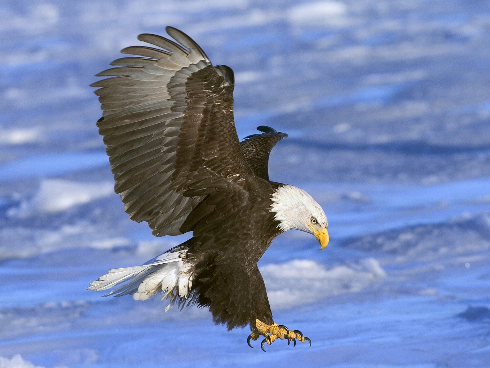 Flying Eagle Wallpapers