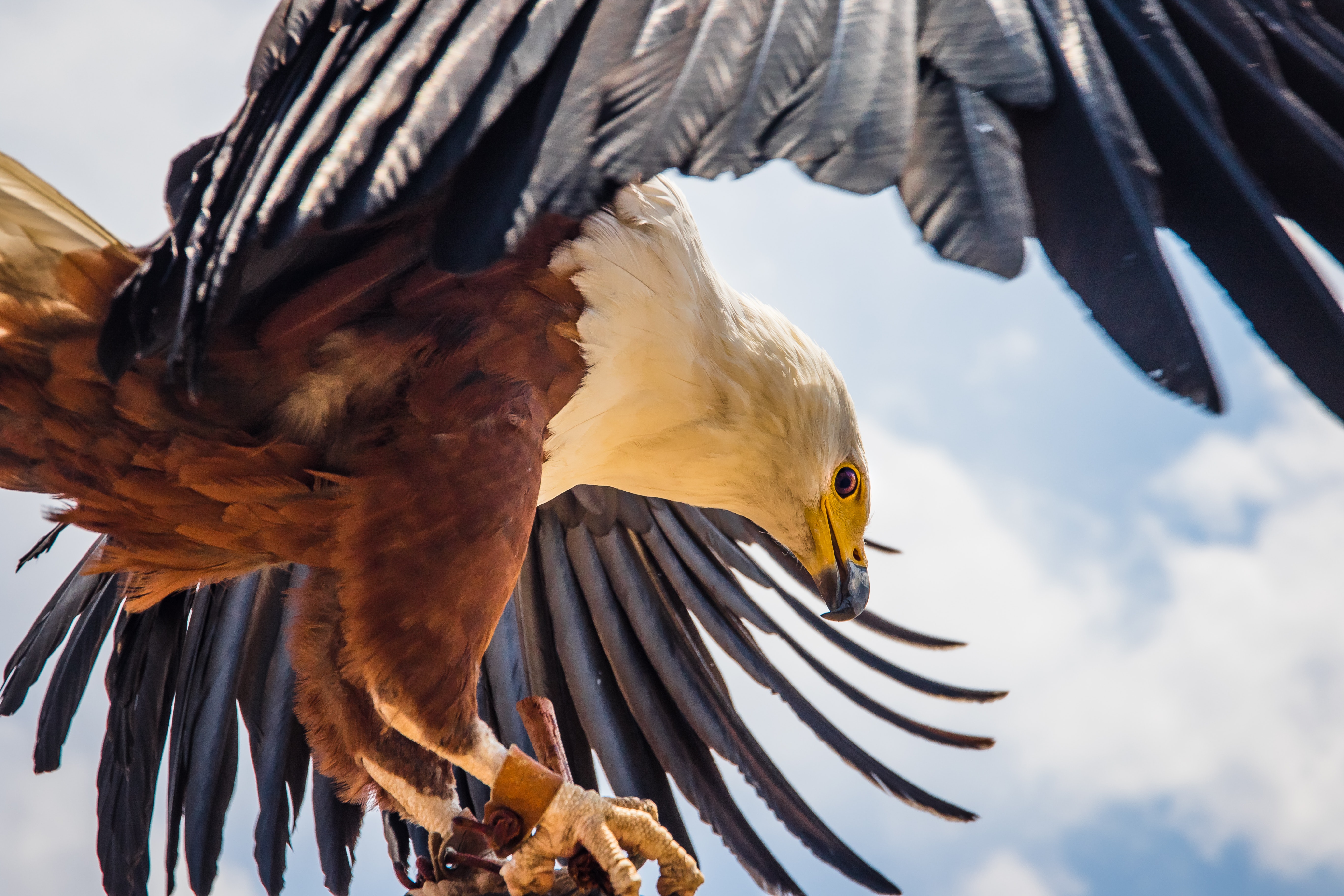 Flying Eagle Wallpapers