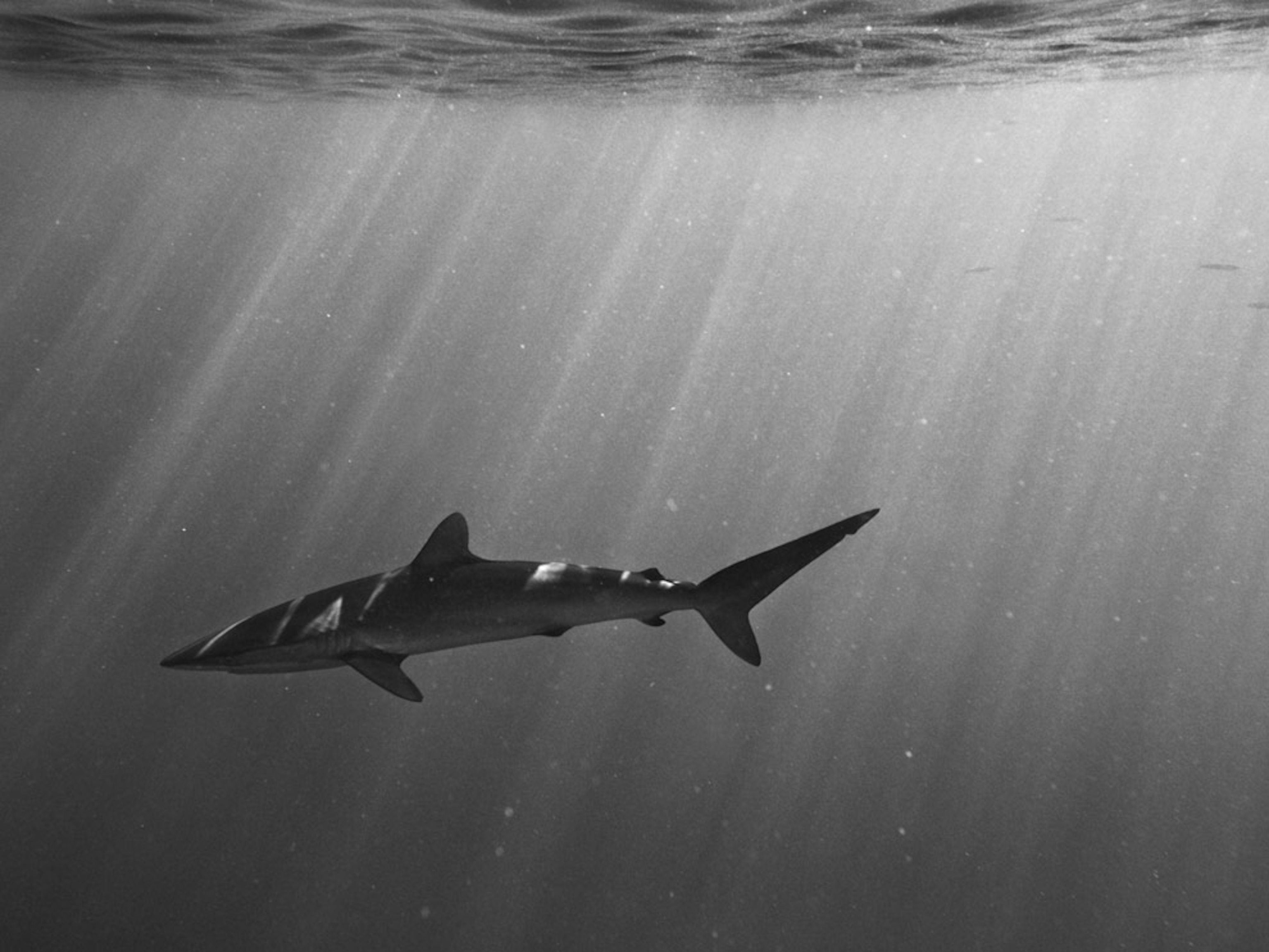 Scary flying shark. Акула тумблер. Акула tumblr. 9 Акула. Фото черно белая акула на обои.