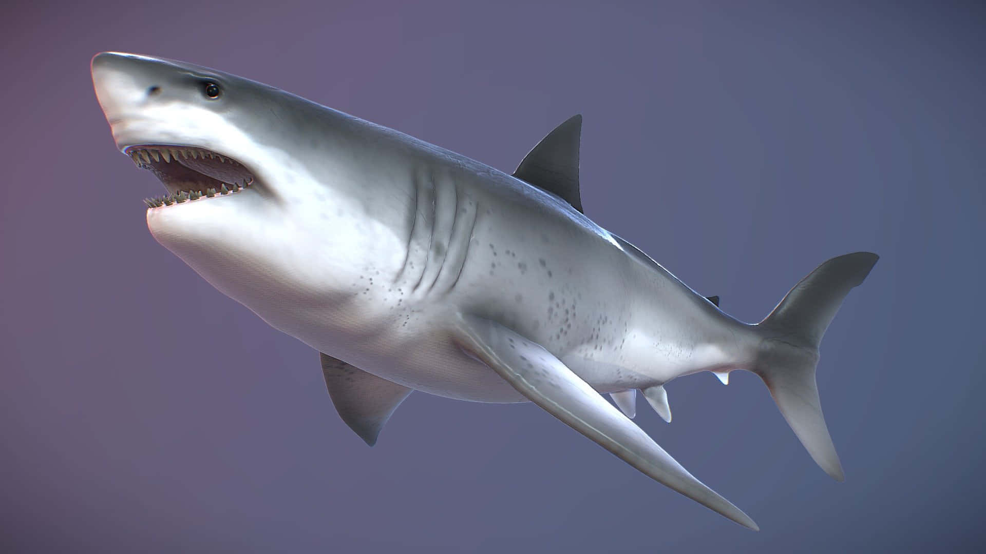 Flying Shark
 Wallpapers