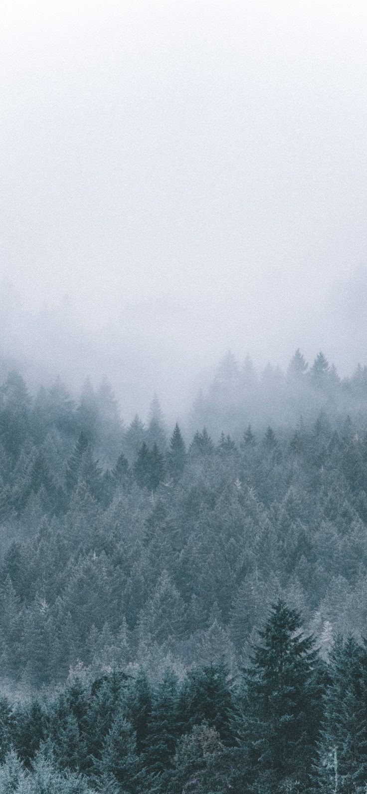 Fog Around Tree Wallpapers