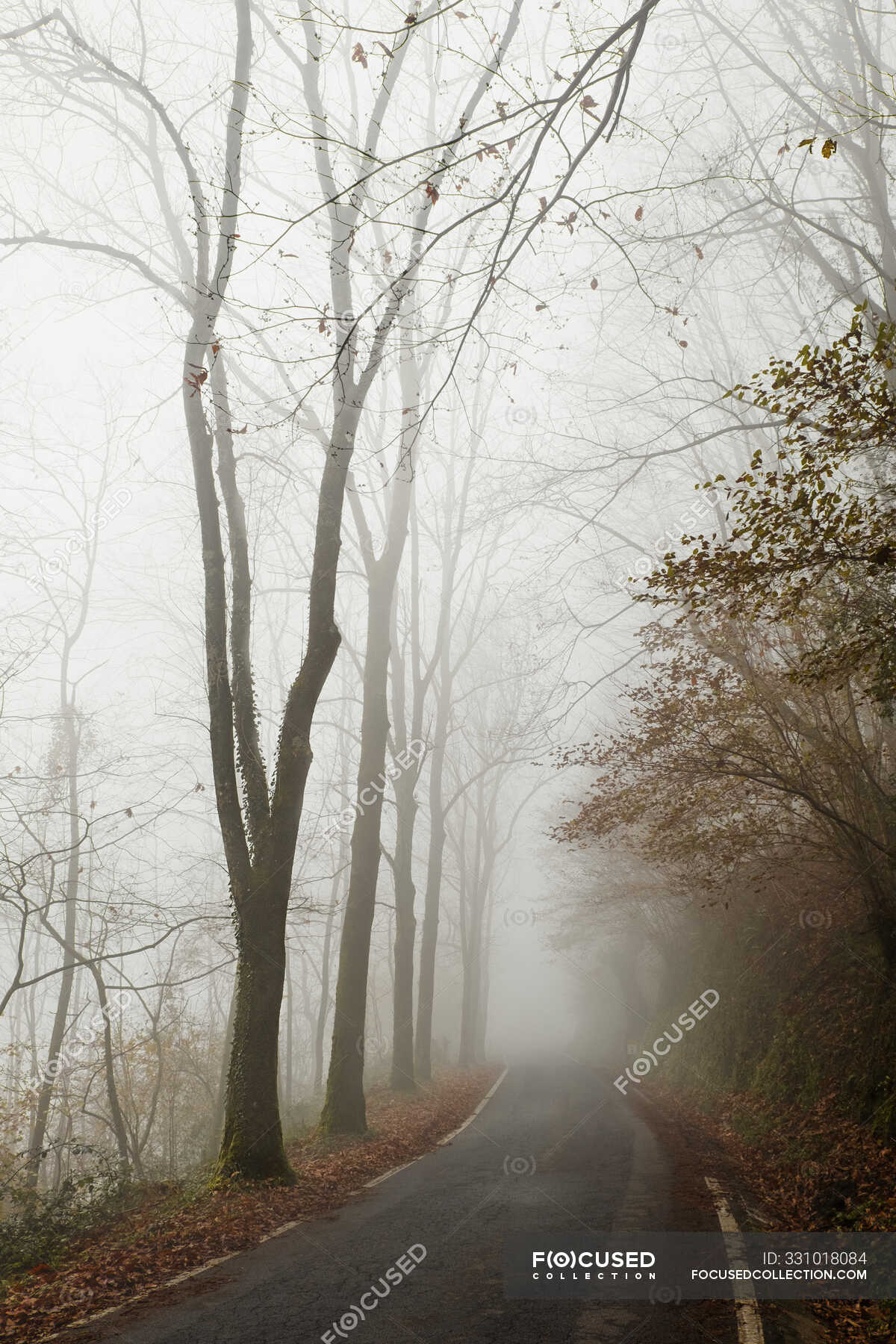 Foggy Empty Road Hd Wallpapers