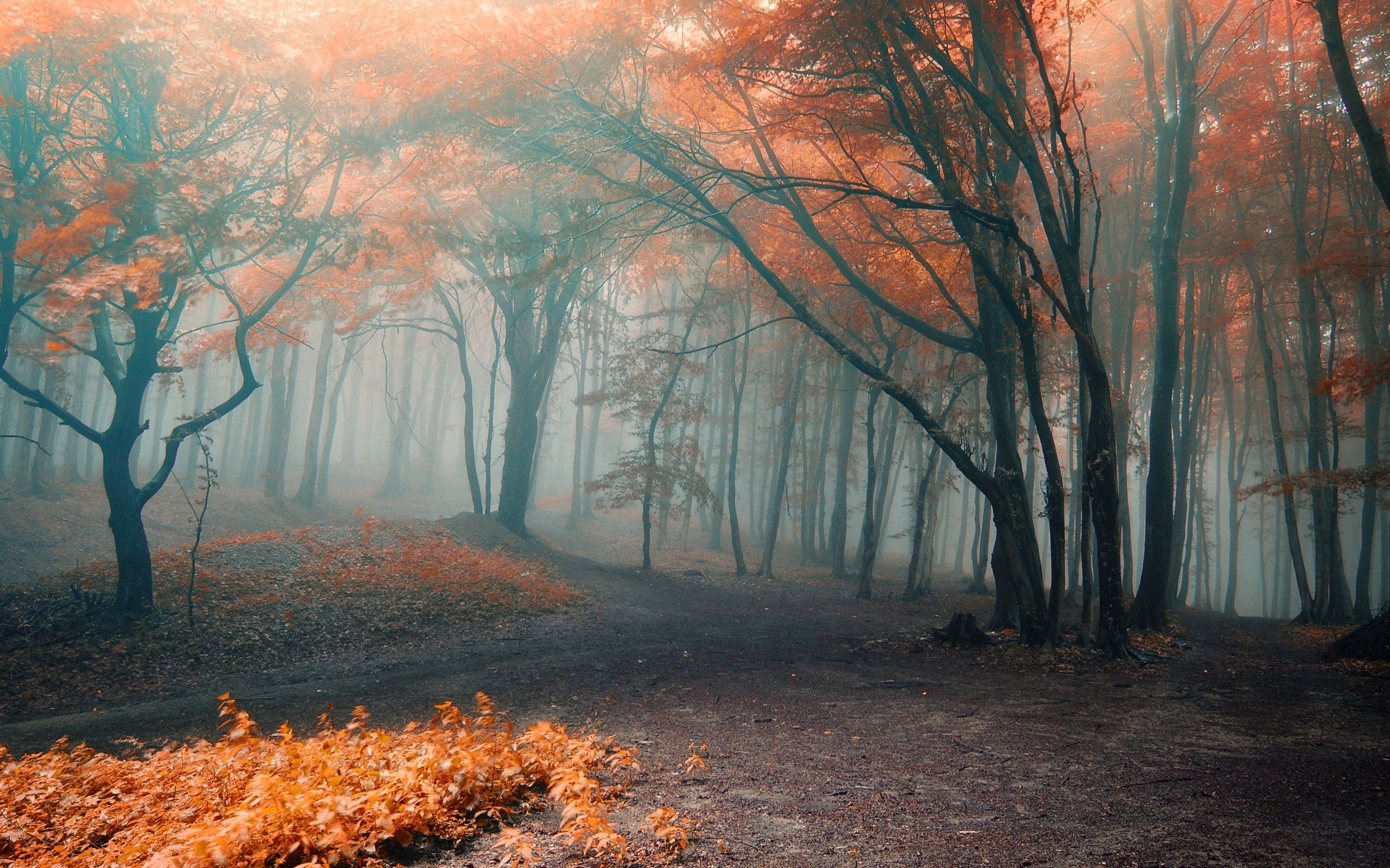 Foggy Fall Forest Wallpapers