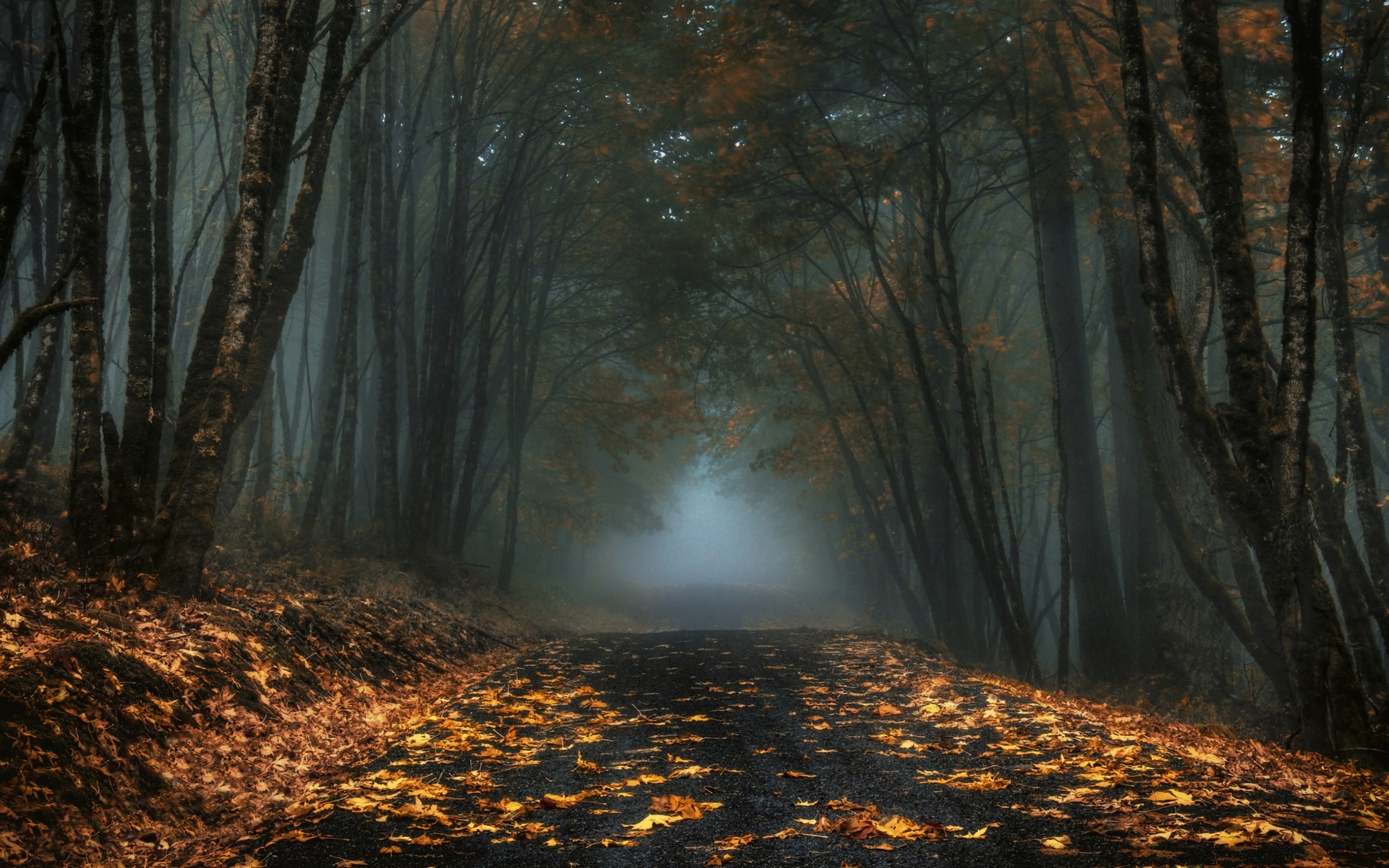 Foggy Fall Forest Wallpapers