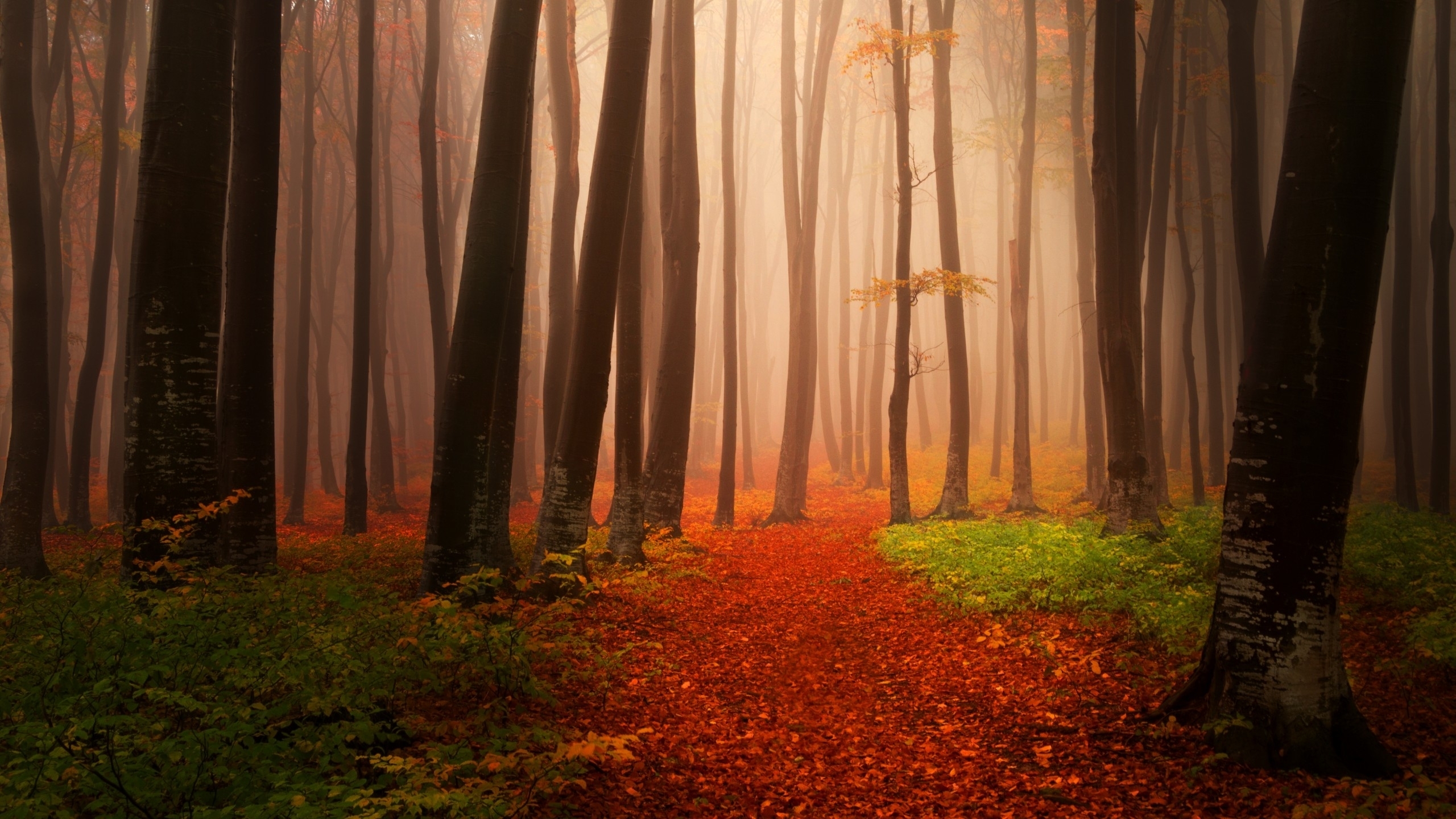 Foggy Fall Forest Wallpapers