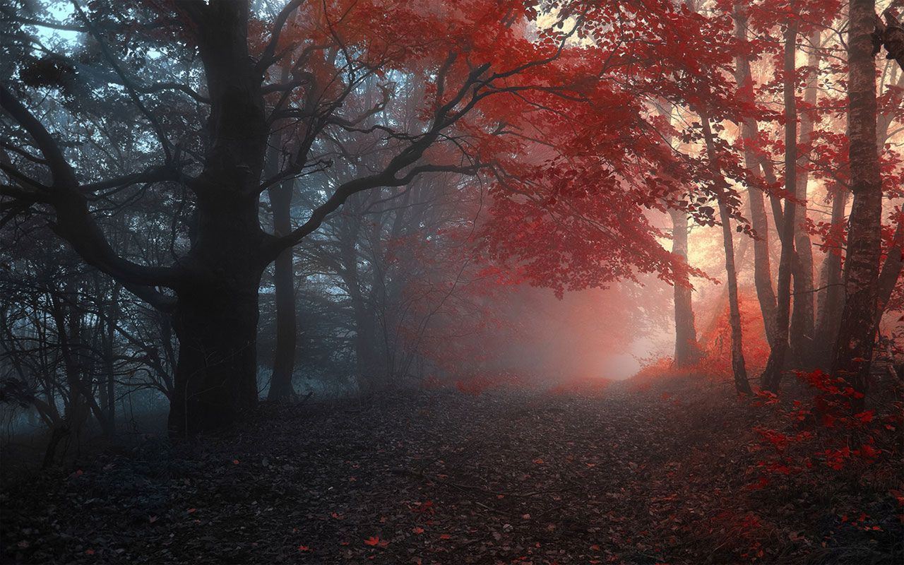 Foggy Fall Forest Wallpapers