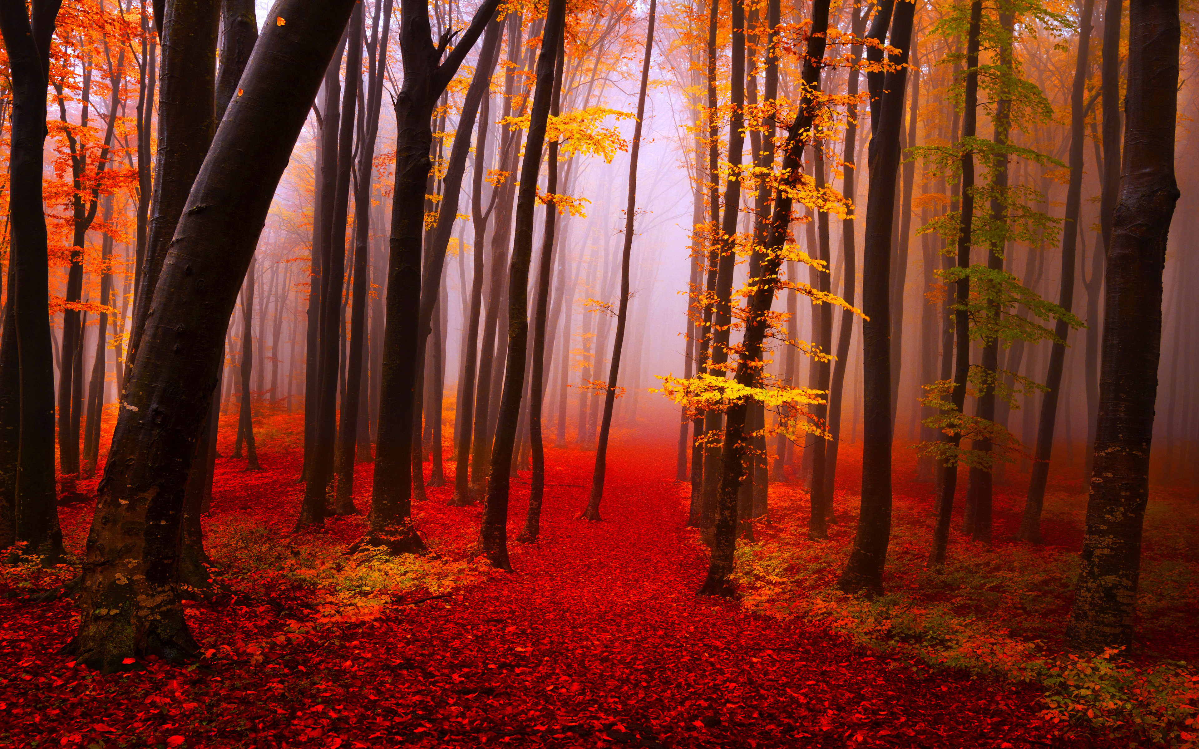 Foggy Fall Forest Wallpapers