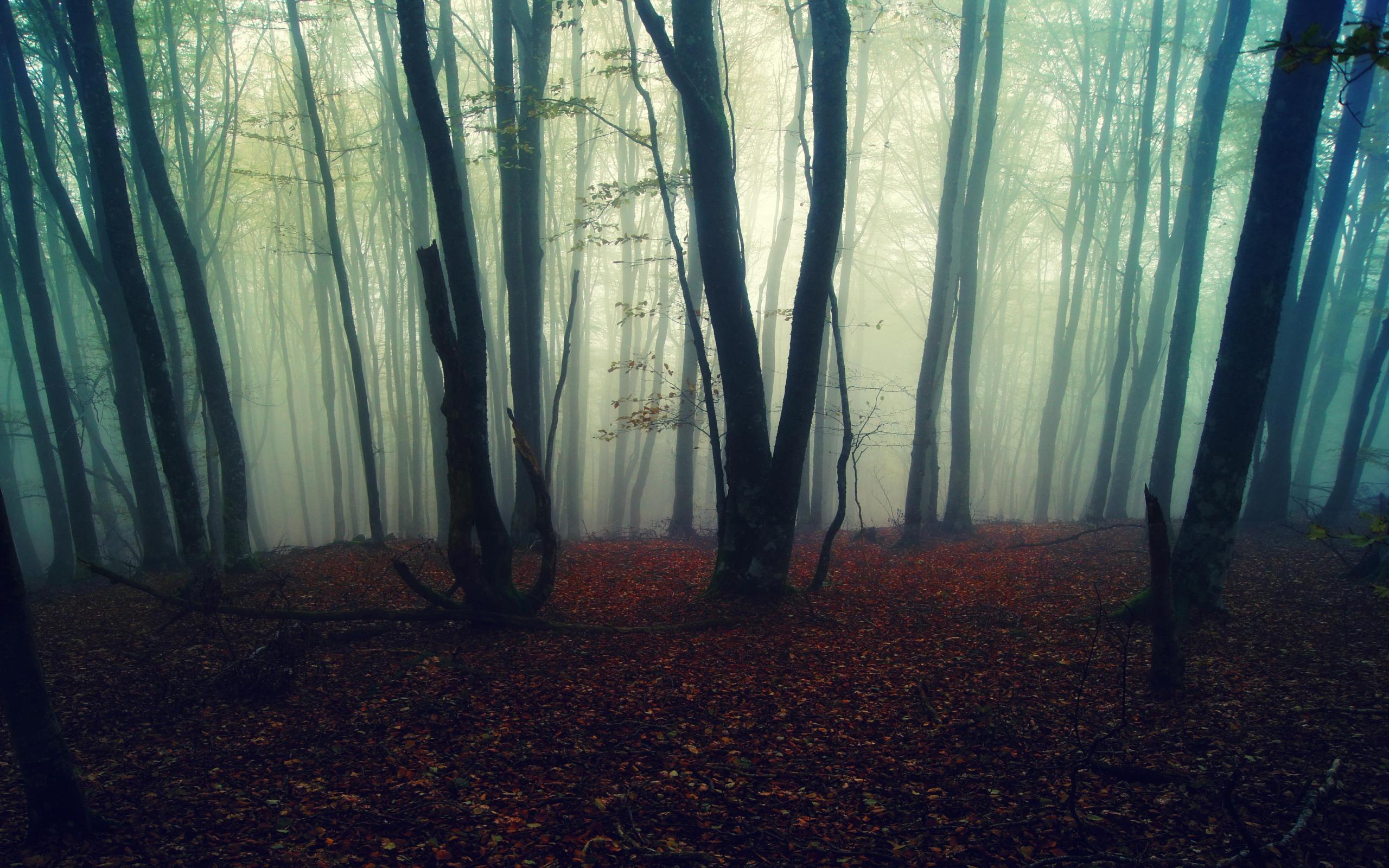 Foggy Fall Forest Wallpapers