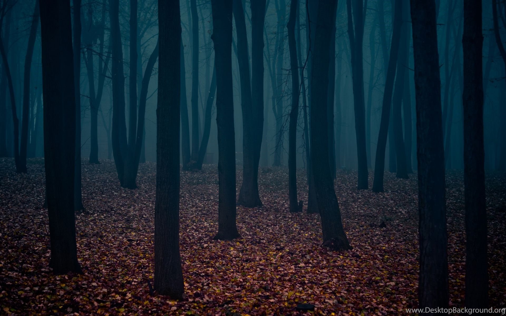 Foggy Fall Forest Wallpapers