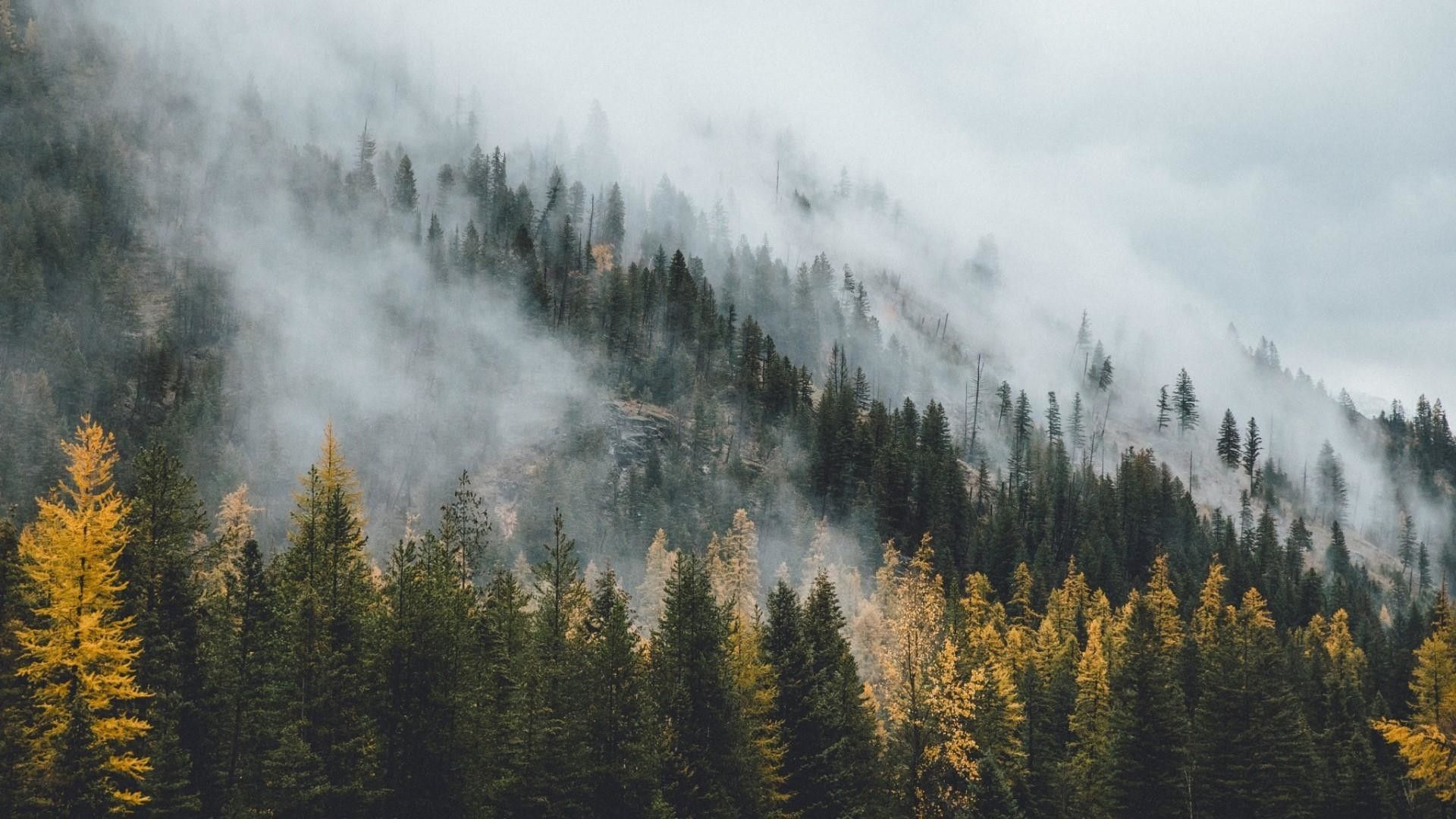 Foggy Fall Forest Wallpapers