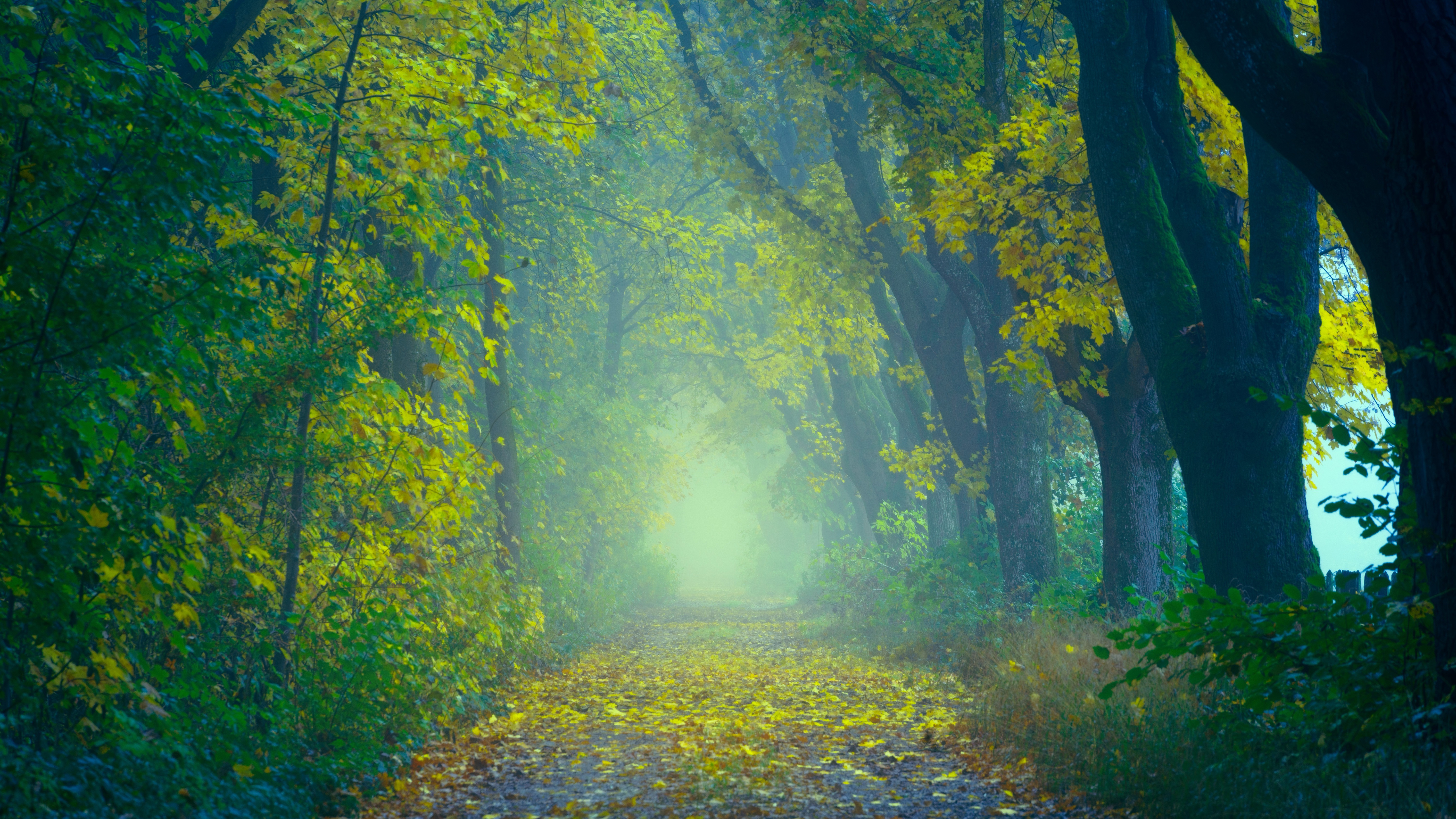 Foggy Fall Forest Wallpapers