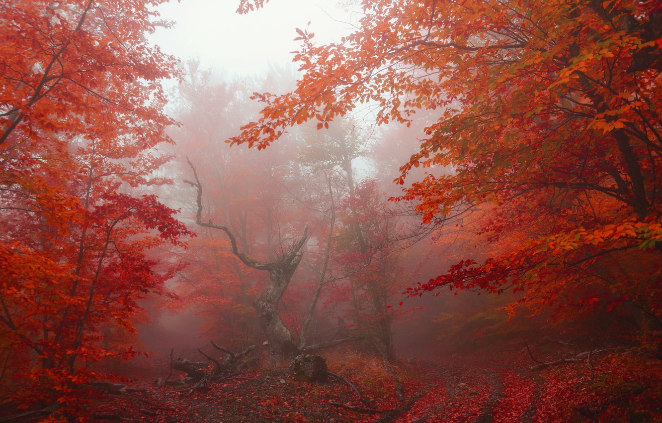 Foggy Fall Forest Wallpapers