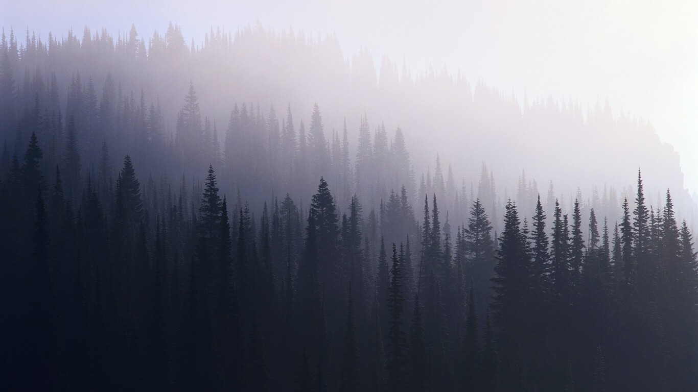 Foggy Fall Forest Wallpapers