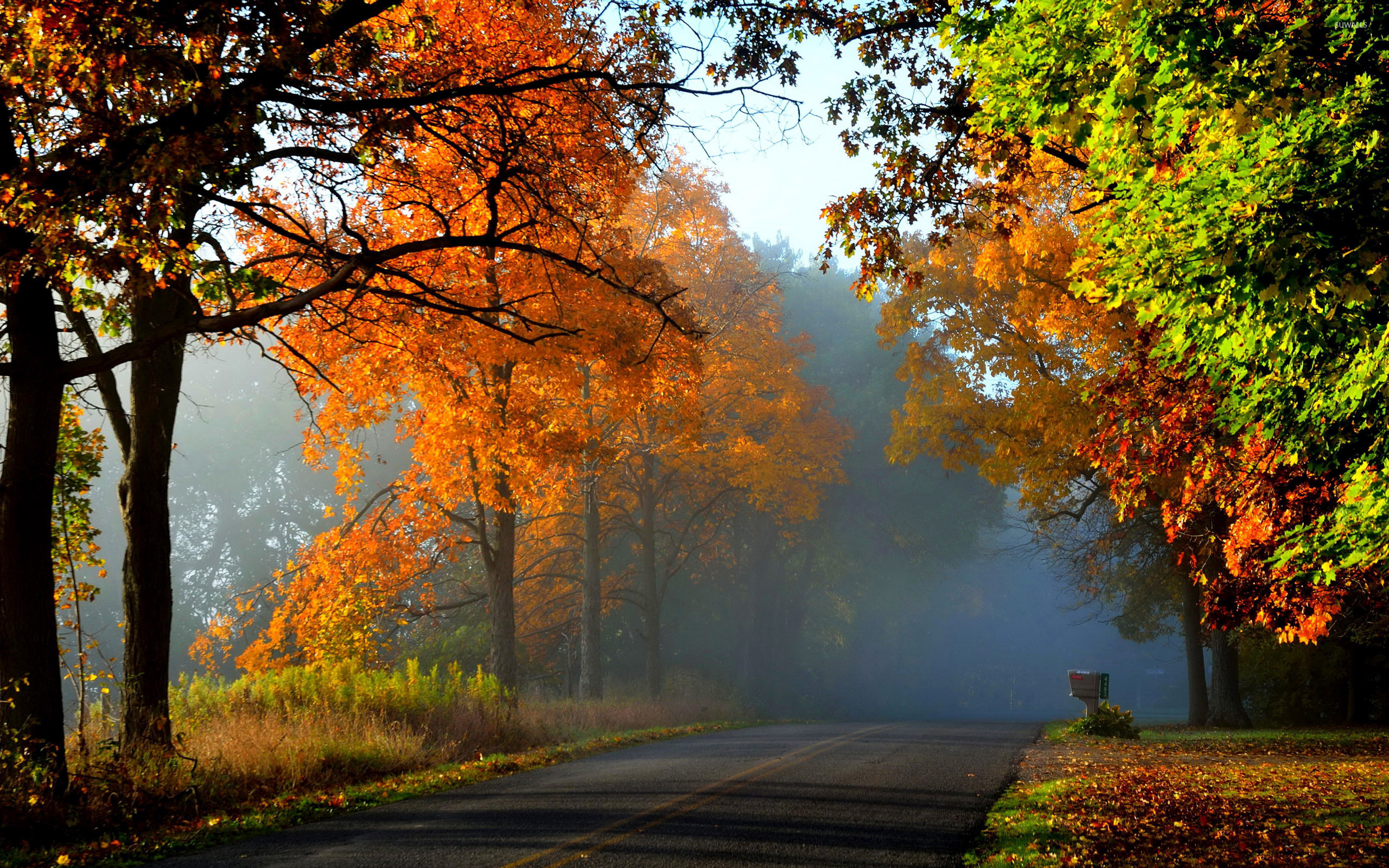 Foggy Fall Forest Wallpapers