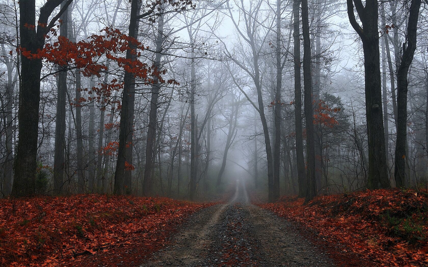 Foggy Fall Forest Wallpapers