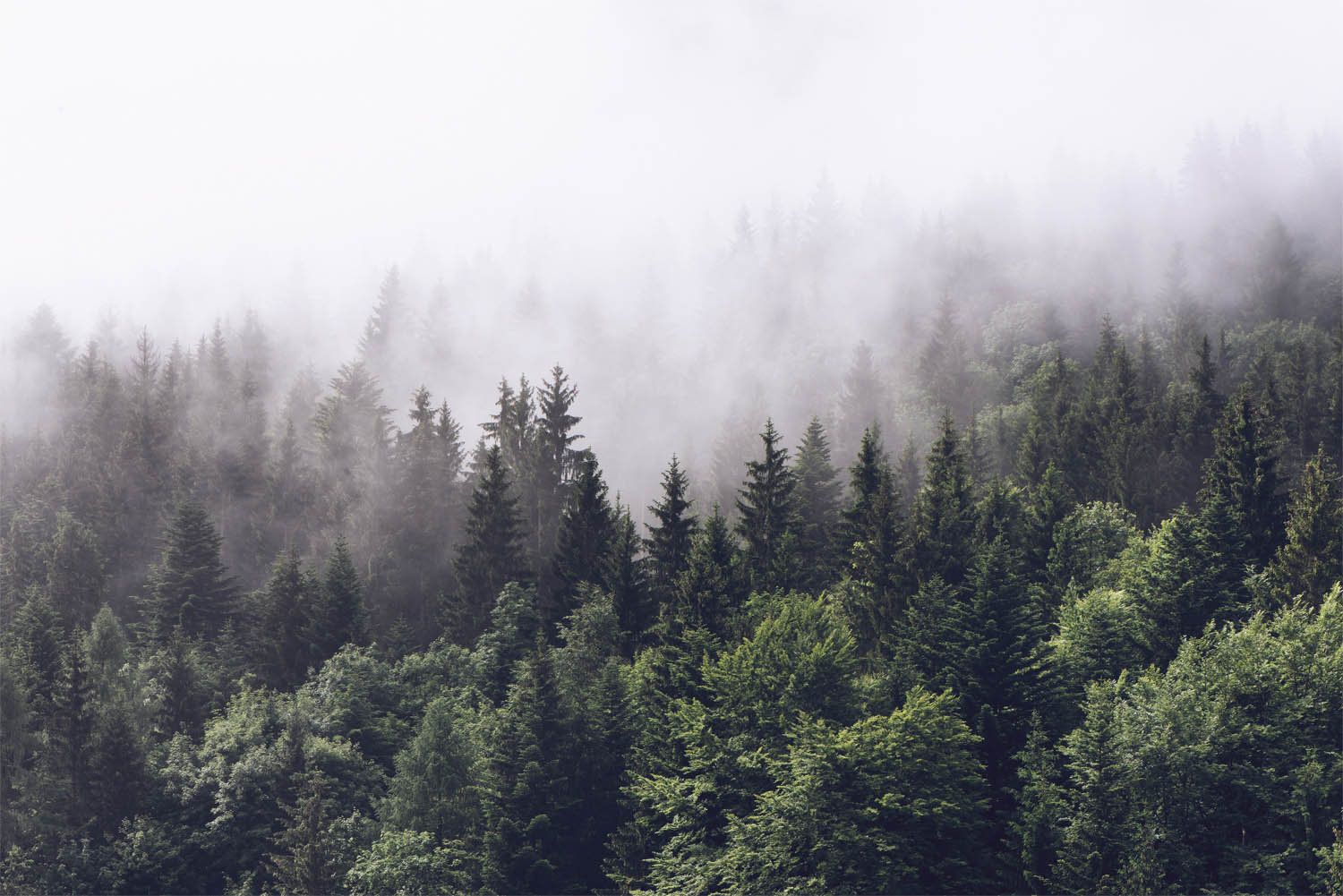 Foggy Forest Mountain Wallpapers