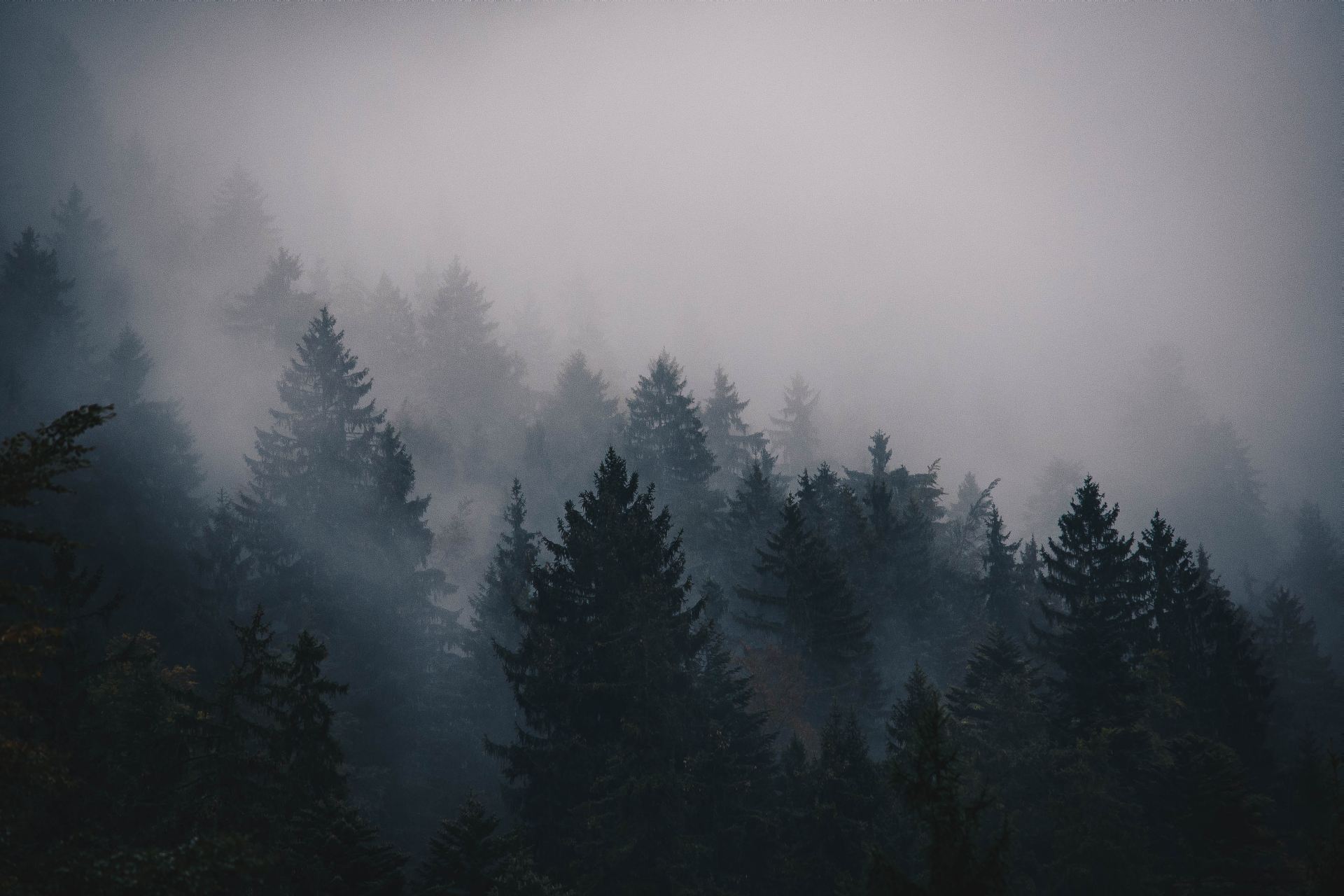 Foggy Forest Mountain Wallpapers