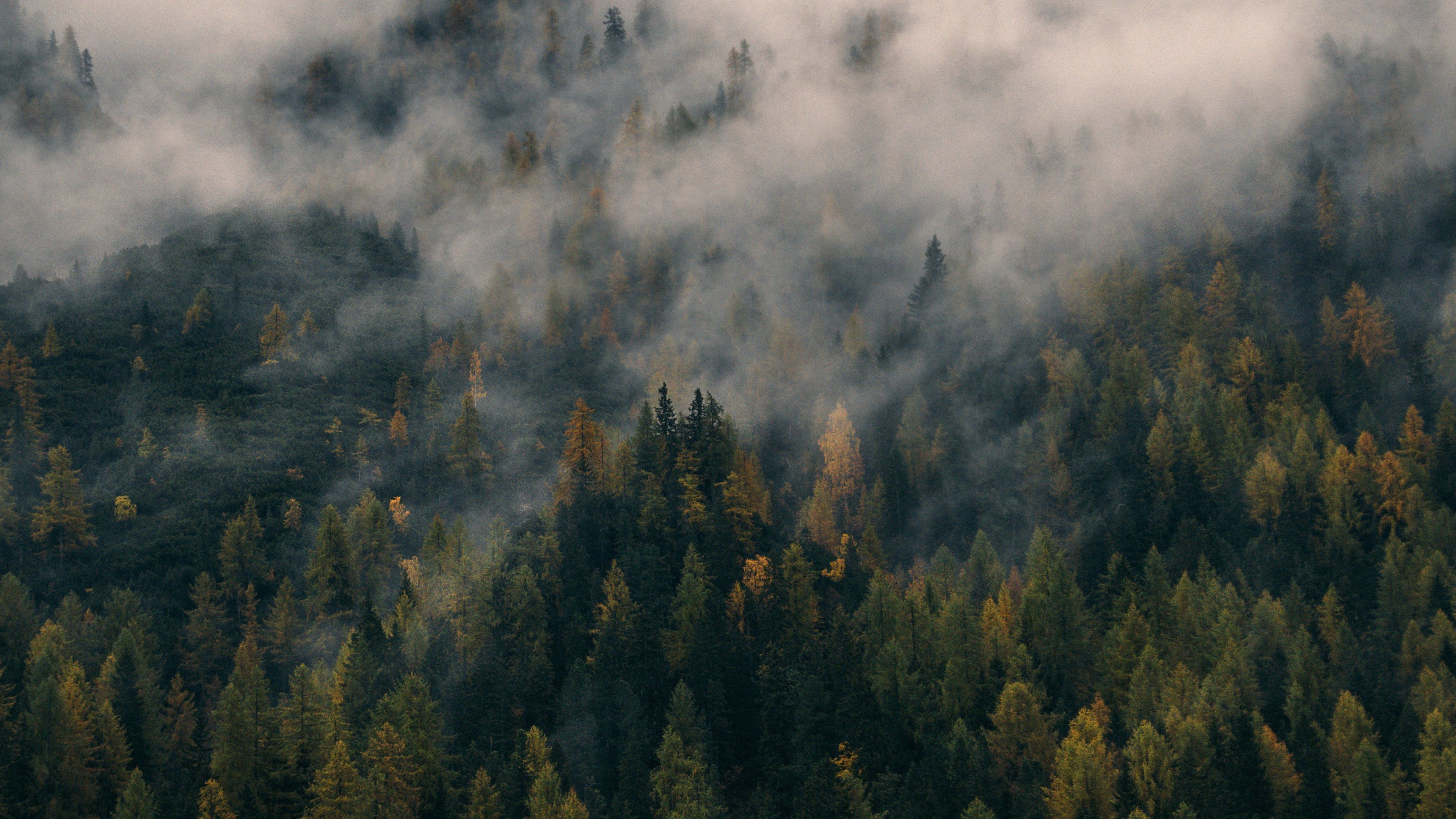 Foggy Forest Mountain Wallpapers