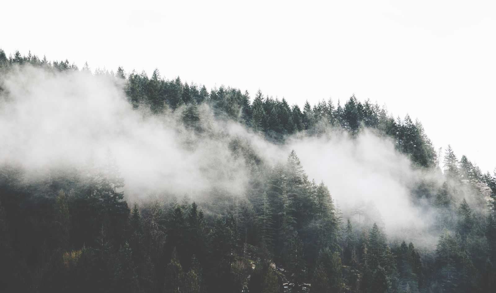 Foggy Forest Mountain Wallpapers