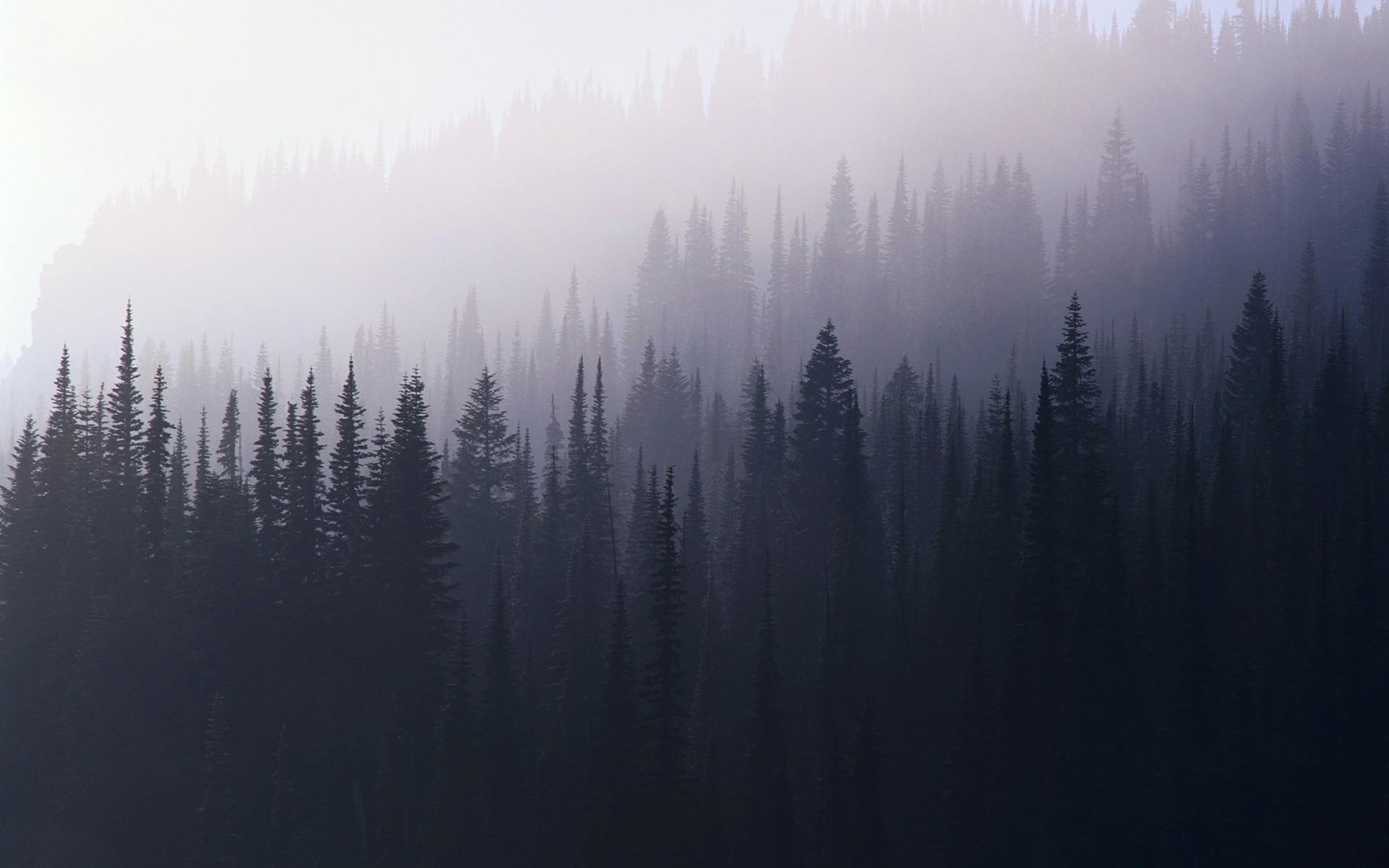 Foggy Forest Mountain Wallpapers