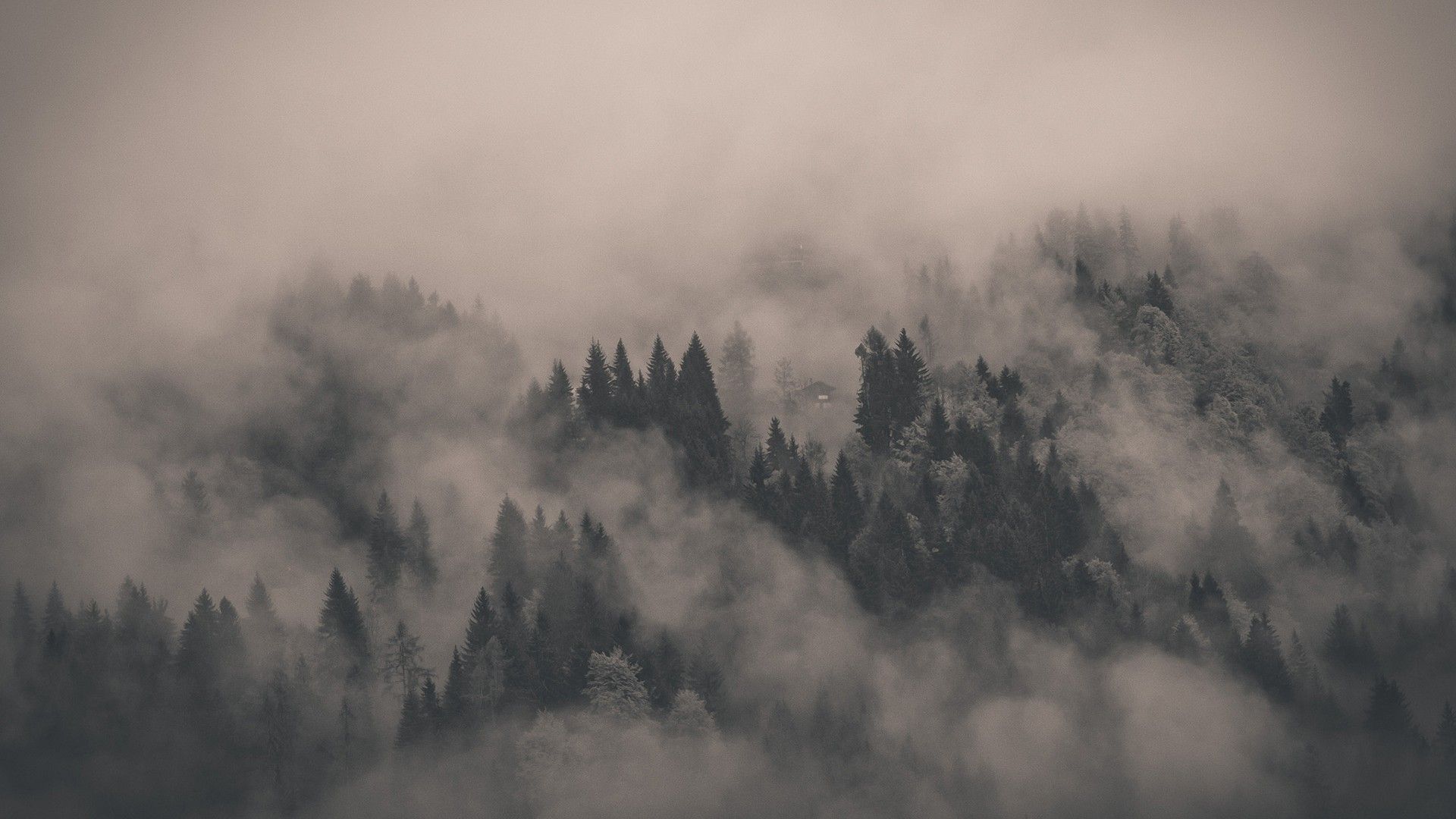 Foggy Forest Mountain Wallpapers