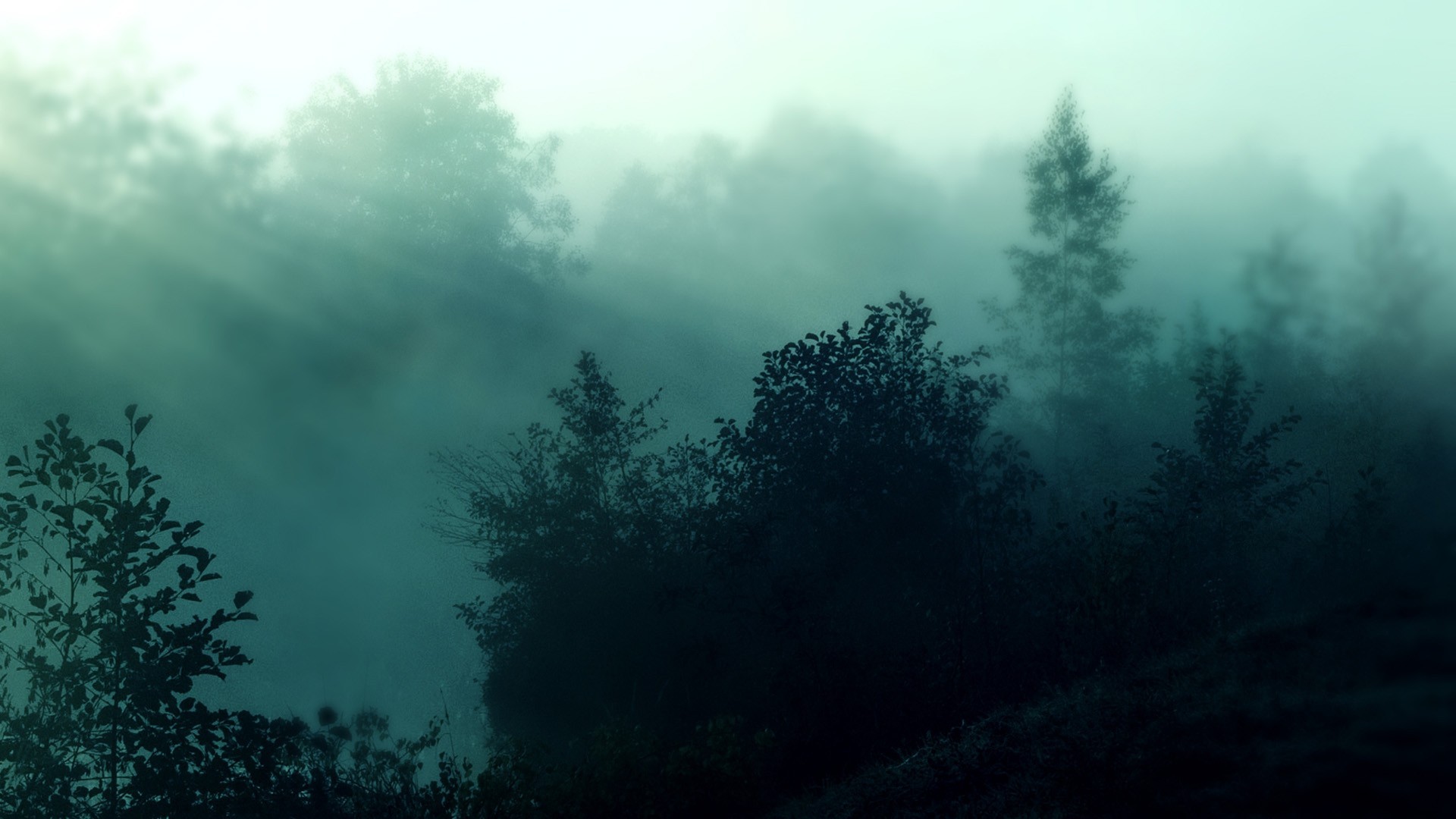 Foggy Forest Mountain Wallpapers