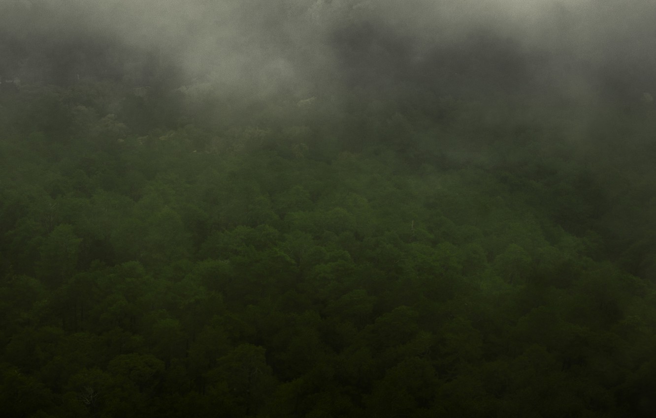 Foggy Forest Mountain Wallpapers