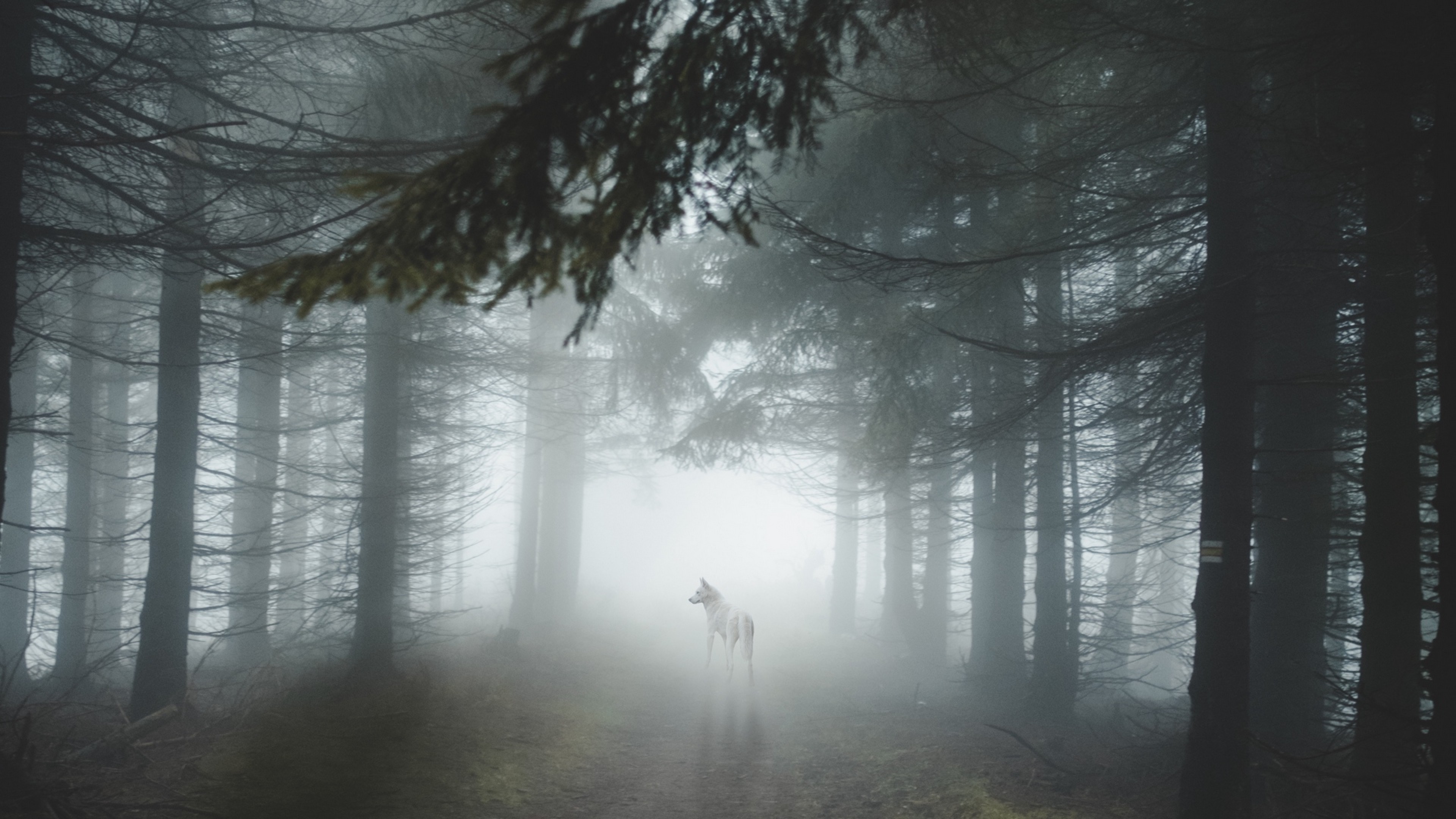 Foggy Forest Wallpapers