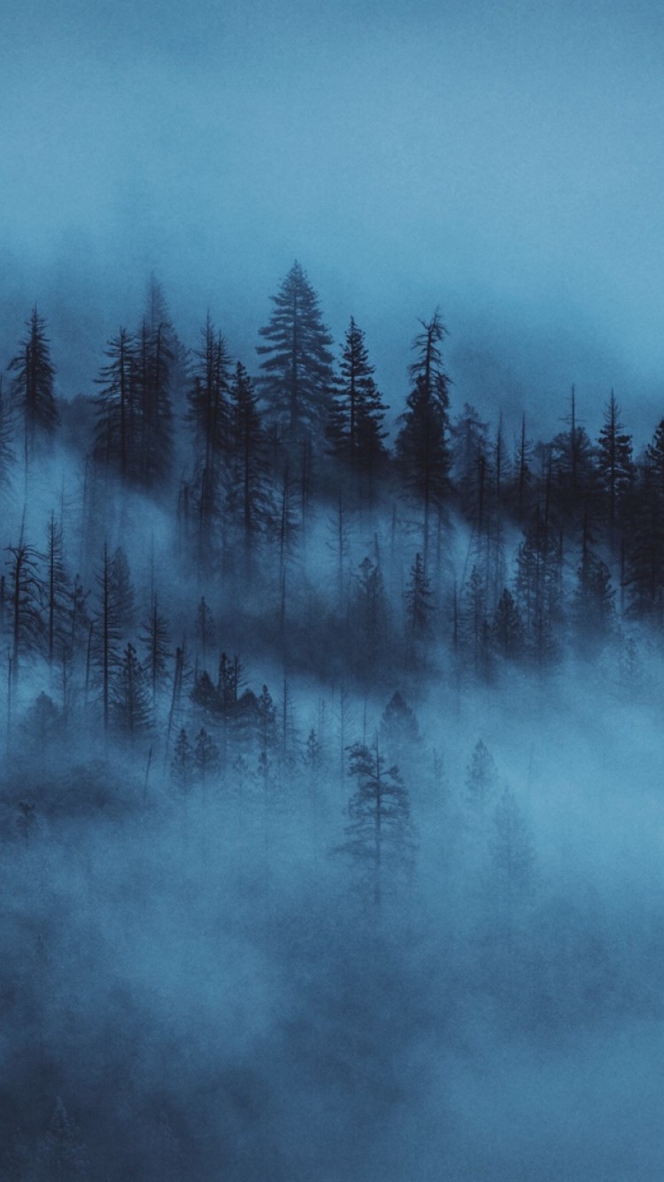 Foggy Forest Wallpapers