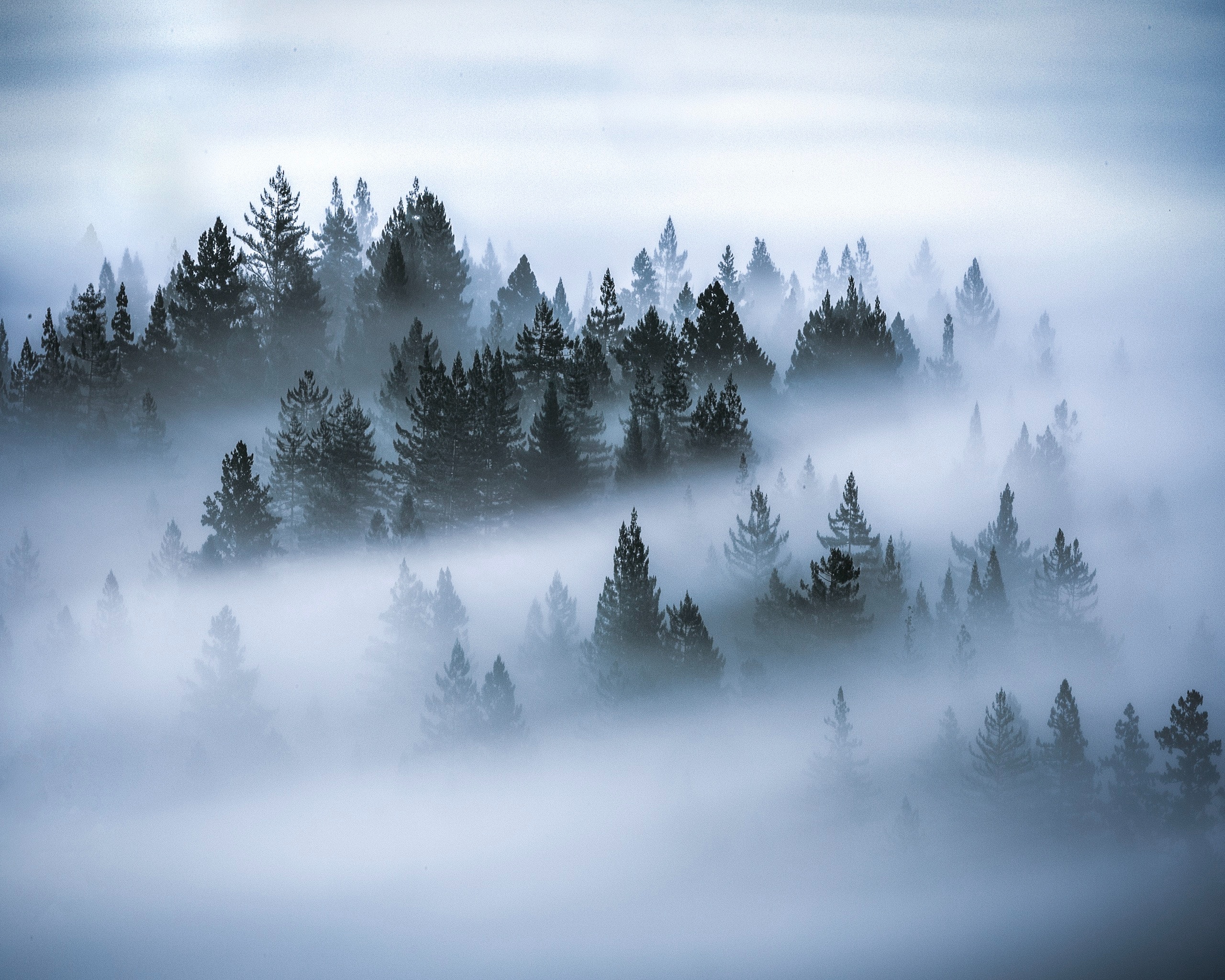 Foggy Forest Wallpapers